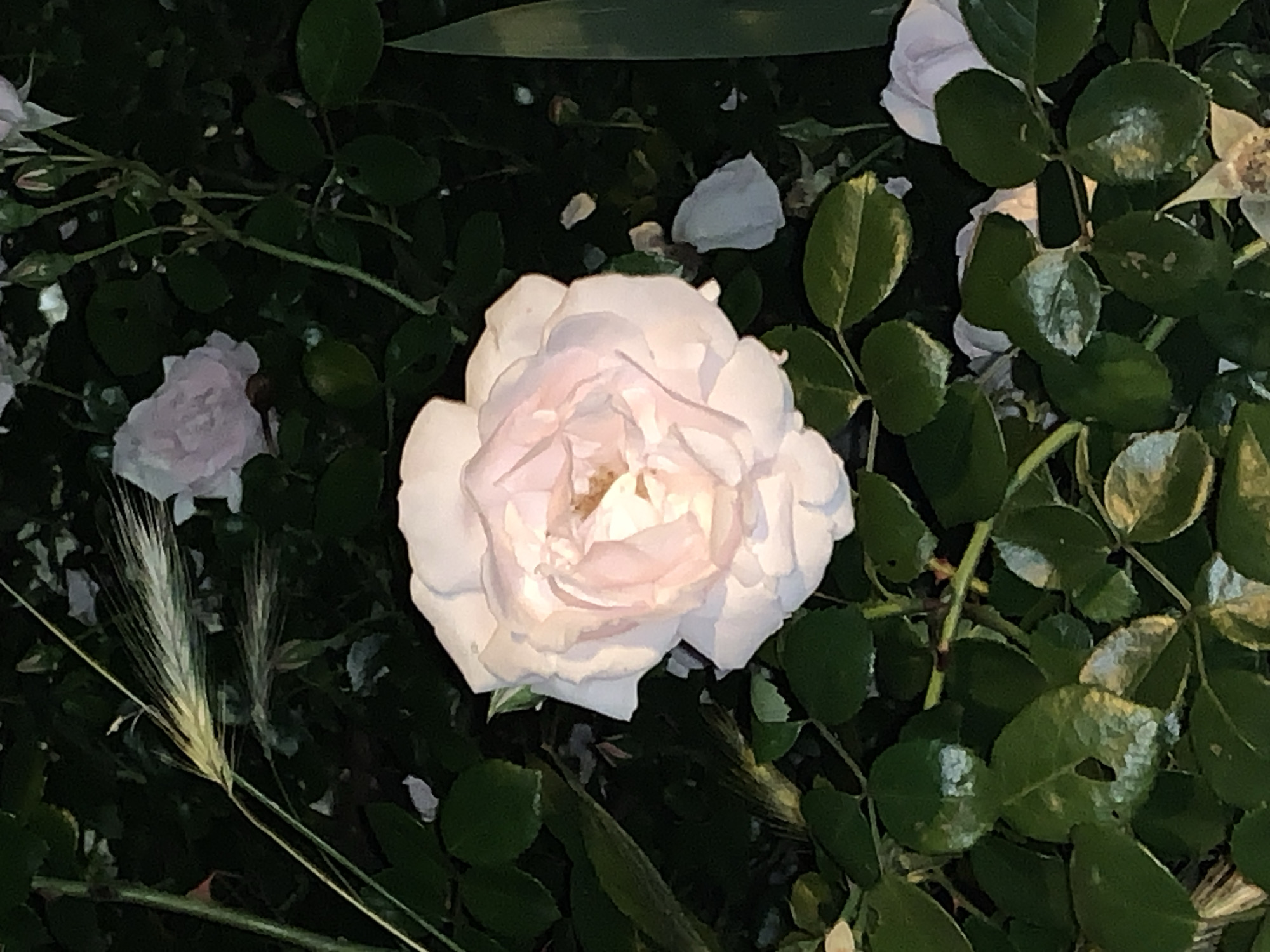 A close-up photograph features a large, luminous rose as its central subject, likely taken at night or dusk. The rose, positioned slightly right of the center, is predominantly white with delicate pink undertones in its tightly packed inner petals, and a hint of yellow-brown in its very core. Its petals are clearly defined, showing a soft, velvety texture.
The background is a deep, dark green, comprised of numerous rose leaves and stems, which are largely shadowed but still discernible. Several smaller, less distinct light-colored roses or buds are scattered throughout the darker foliage, particularly to the upper right and lower left. To the left and beneath the prominent rose, several long, slender stalks resembling dry grass or wheat are visible, adding another textural element to the scene.
The primary notable detail is the striking contrast between the brightly illuminated central rose and the deeply shadowed, almost black background foliage. This suggests the rose was lit by an artificial light source, such as a flash, against the darkness of night. Some of the leaves exhibit subtle patterns or slight damage, and a single detached white petal can be seen in the upper-middle background. The overall impression is one of serene beauty, with the rose standing out vividly against its dark, verdant surroundings. No text is visible in the image.