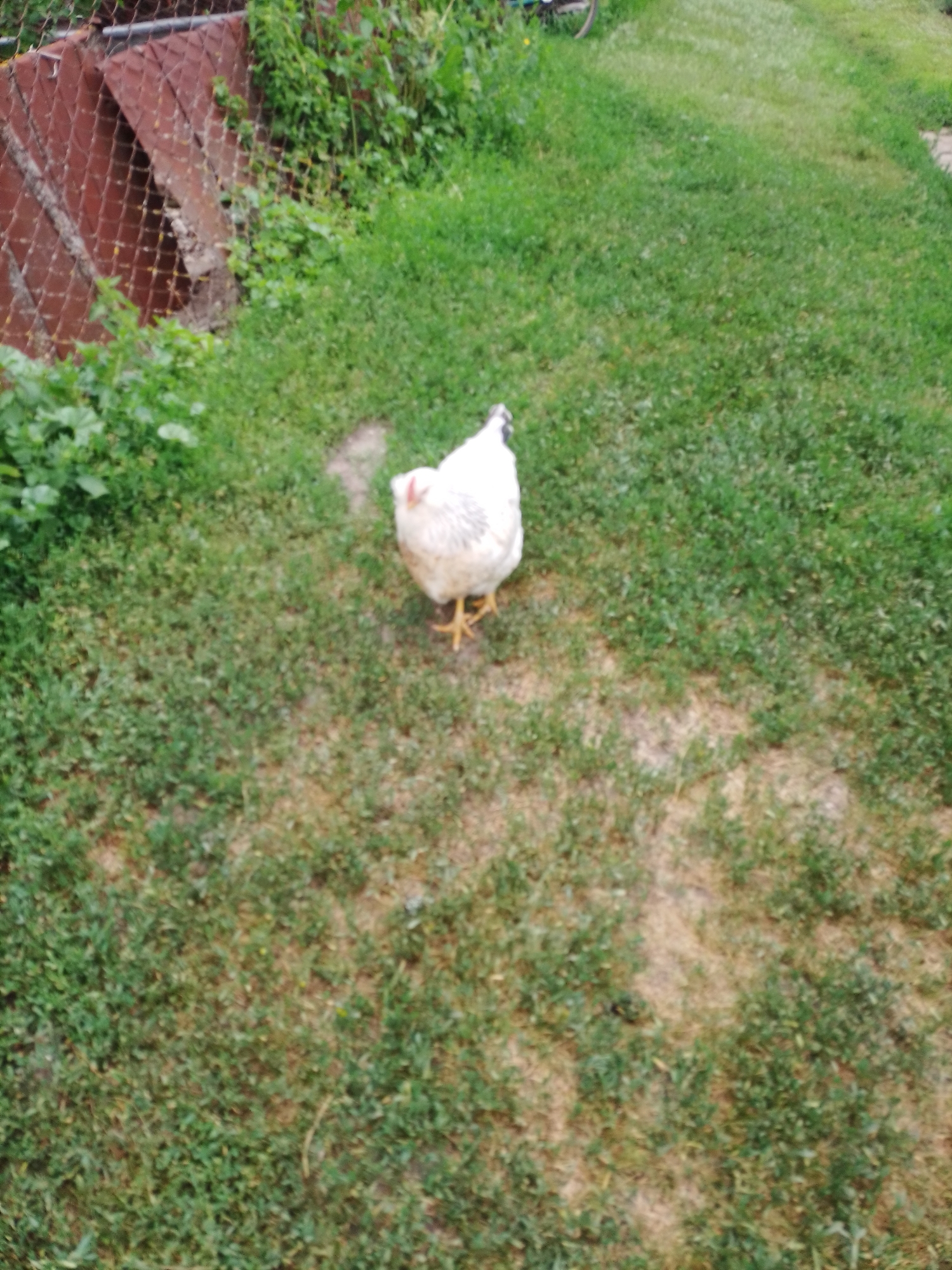 The image depicts a white chicken standing on a grassy area. The chicken is facing slightly to the left and appears to be an adult fowl. Behind the chicken, the grass is a mix of green and brown, suggesting a somewhat dry patch. To the left of the frame, a section of a wire fence with reddish-brown wooden posts is visible, partially obscured by green foliage. The background is largely out of focus, showing more greenery and a glimpse of a bicycle wheel at the top. The scene appears to be an outdoor yard or garden. No people or any other significant interactions are visible in the image. The location is Ustyvytsia, Ukraine, as indicated in the prompt.