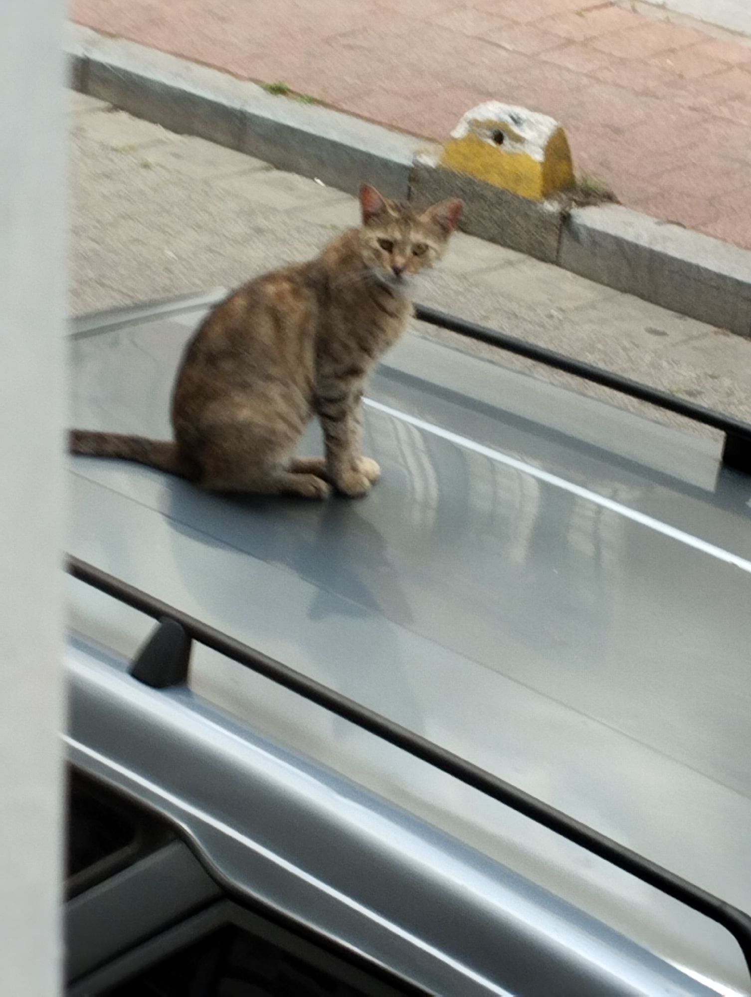 A tabby cat is sitting on the hood of a car. The cat is facing the camera and has its tail curled around its body. The car is parked on a street with a sidewalk and a curb. In the background, there is a yellow and white object that appears to be a bollard. The scene is lit by daylight.