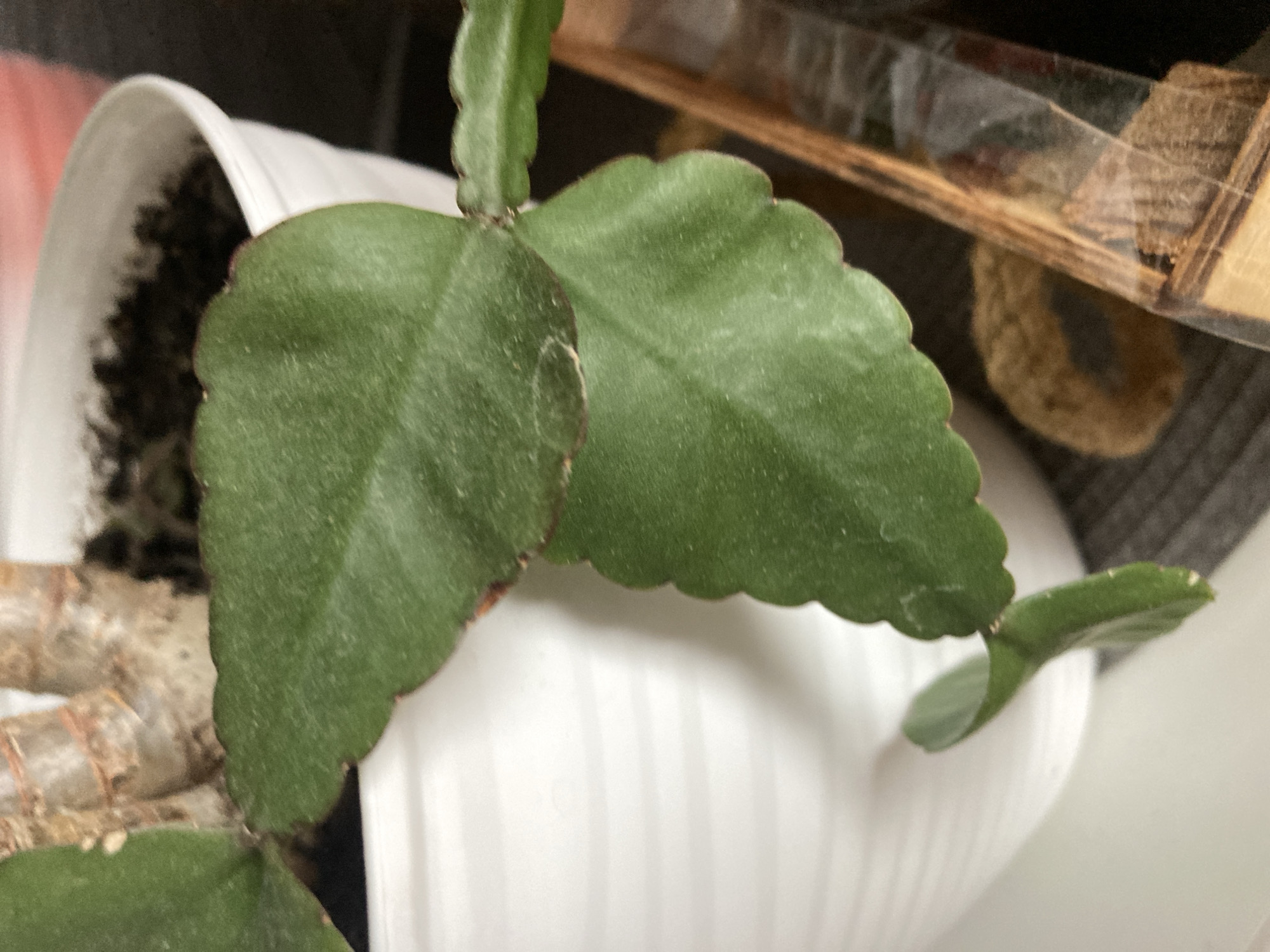 The image shows a close-up of a leafy green plant in a white pot, with parts of the plant's stem visible at the top. The leaves are flat and broad with scalloped edges, and a reddish-brown tint along the margins. The pot is white and ribbed. In the background, a blurred wooden object with some texture is visible to the right. The scene appears to be indoors. The location in Obukhovo, Russia, is not depicted in the image.