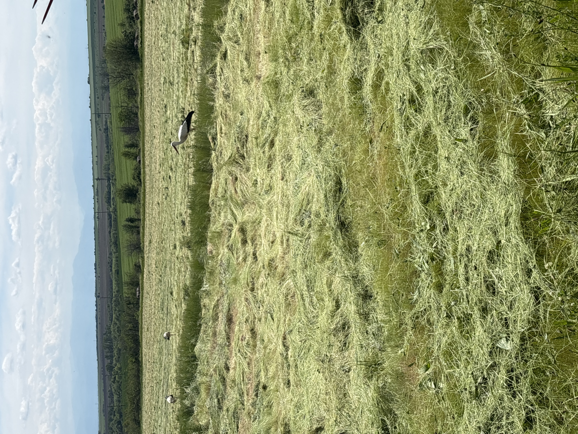 The image shows a field of cut grass in Chernichevo, Bulgaria. Three white storks are visible in the field. The field is surrounded by trees and bushes on one side and a cloudy sky on the other.