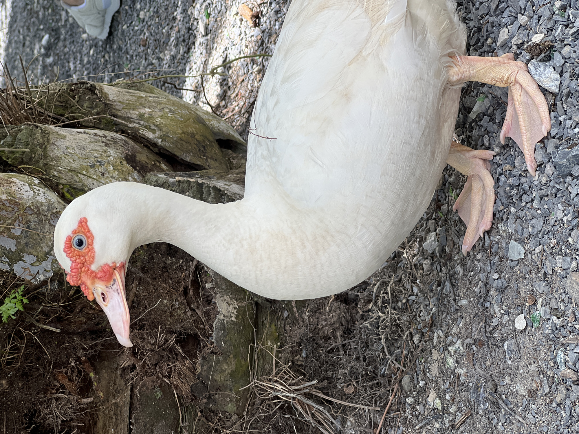 A white Muscovy duck stands on a gravel path next to a tree. The duck has red caruncles around its eyes and on its beak. Its feet are webbed and orange. The background consists of dark soil, tree roots, and more gravel. A person wearing light-colored sneakers is visible in the upper right corner.