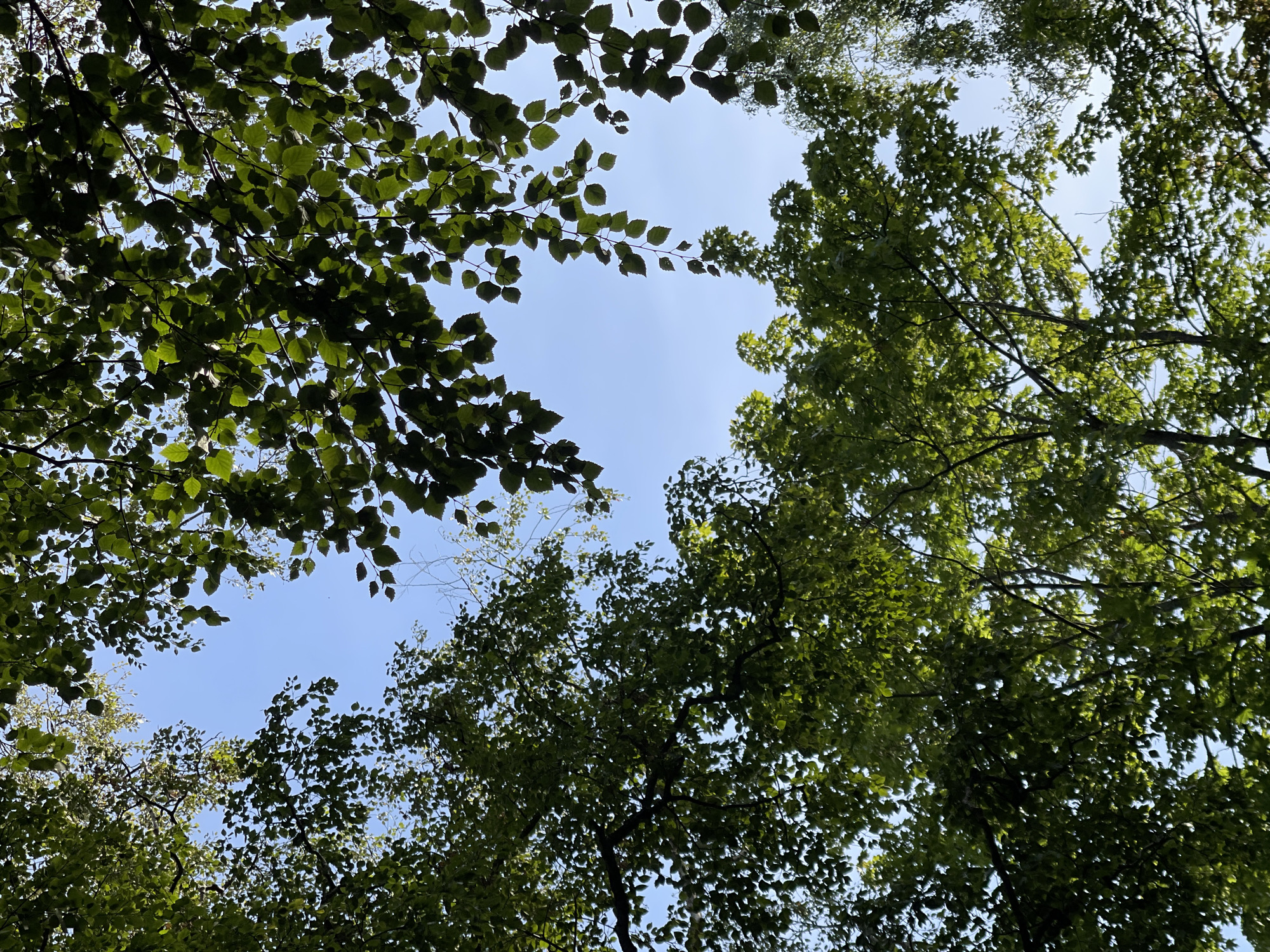 The image depicts an upward view of lush green tree foliage against a clear blue sky. The leaves are dense, with some branches and trunks visible. The sunlight filters through the leaves, creating a dappled effect. There are no people or man-made objects visible in the image. The scene appears to be a natural setting, possibly a park or forest area within Svetlogorsk, Russia. The overall impression is one of tranquility and natural beauty.
