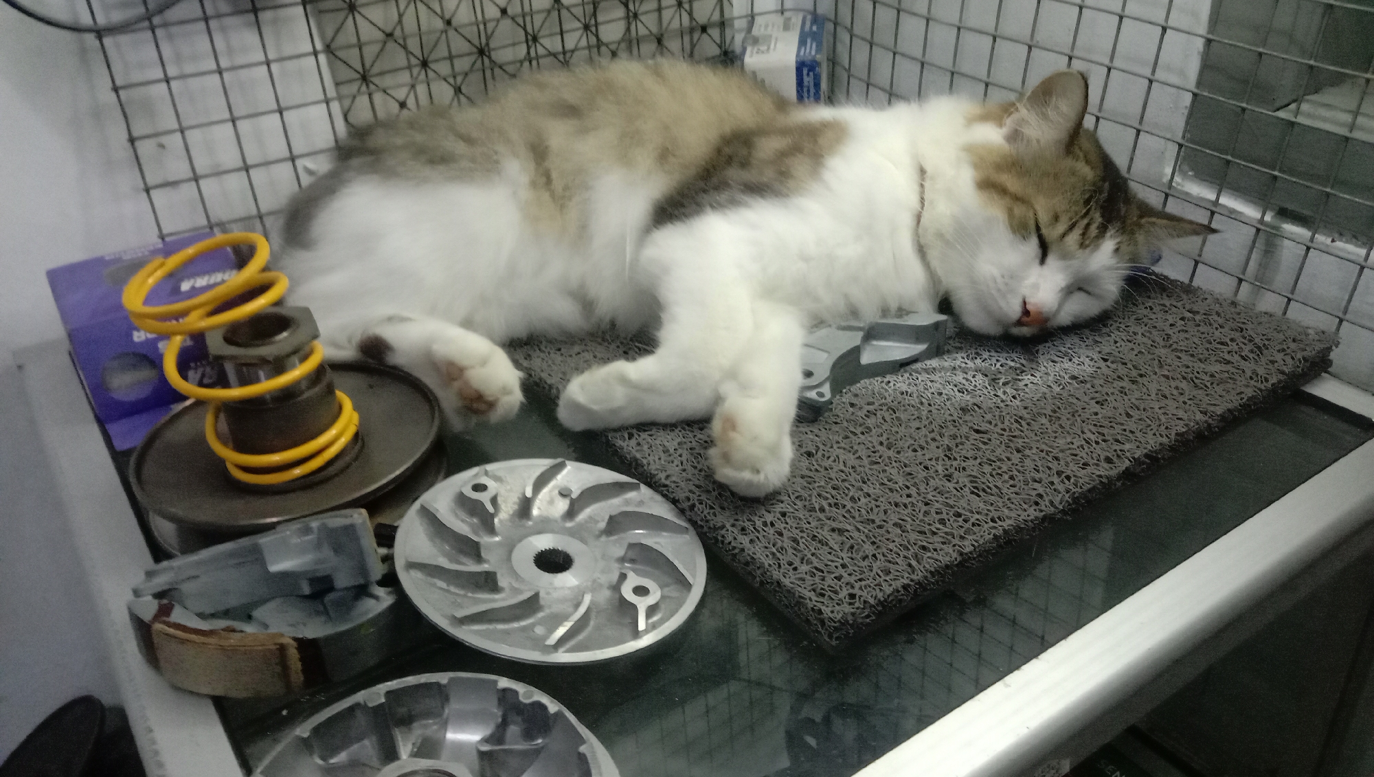 A long-haired cat with white and brown tabby markings sleeps on a grey mat. The cat is lying on its side with its eyes closed and its head resting on the mat. In the foreground and to the left of the cat are several metal parts that appear to be components of a scooter engine. These include a yellow spring, a clutch assembly, and several metal plates with circular openings. The objects are on a dark, reflective surface, possibly a table or shelf. In the background, a wire grid is visible. The scene appears to be indoors, in a workshop or garage setting, potentially in Karangmangu, Indonesia.