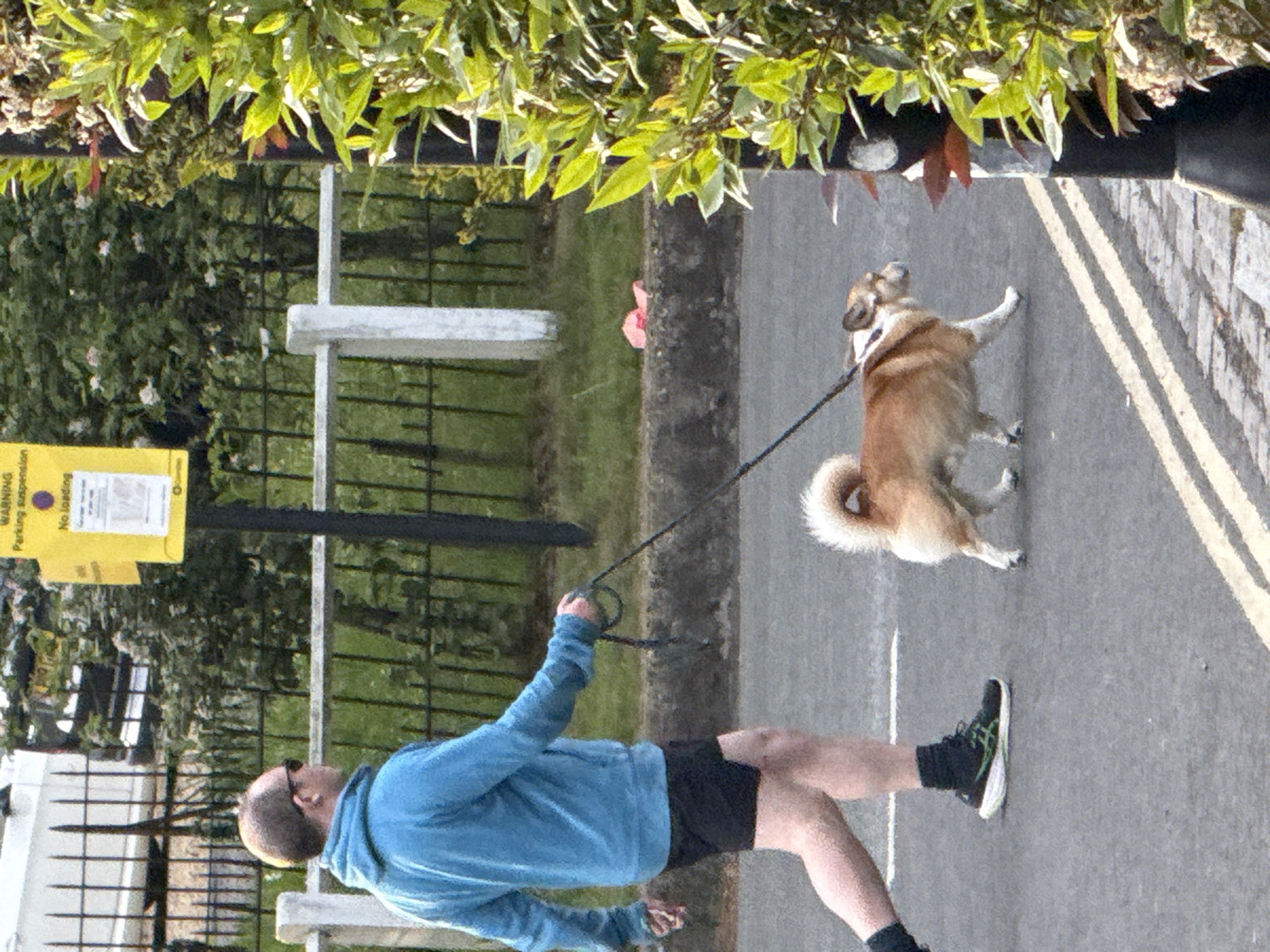 A man walks a dog on a leash on a gray asphalt road. The man wears a blue long-sleeved shirt, black shorts, black socks, and green and black athletic shoes. He has short hair and is wearing sunglasses. The dog is light brown and white, with a fluffy tail. The road has double yellow lines painted on it. To the left of the road is a black metal fence with green vegetation behind it. There is a yellow sign attached to one of the fence posts. Above the fence, there are leafy branches. The location is likely a park-adjacent road in the city of London, United Kingdom.