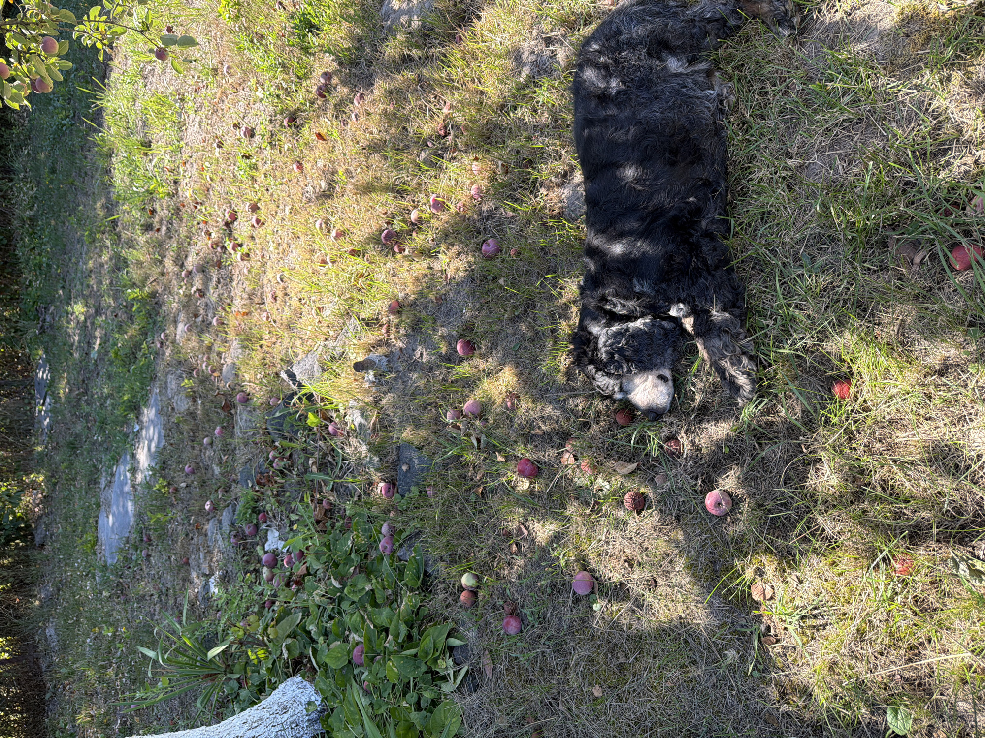 A black dog lies on a patch of dry grass, its eyes closed. The dog is in the foreground, with its body spanning across the bottom right of the image. Scattered around the dog and across the rest of the scene are numerous fallen apples, some red and some green. The ground is covered in dry grass and fallen leaves. In the background, there is a white-painted tree trunk to the left and a dense patch of green foliage. Further back, a pathway of flat stones is visible, and beyond that, more grass and trees. The scene appears to be outdoors, in a garden or yard setting. The overall impression is of a peaceful, somewhat wild, and natural environment. The image was taken in Mali Kosharyshcha, Ukraine.