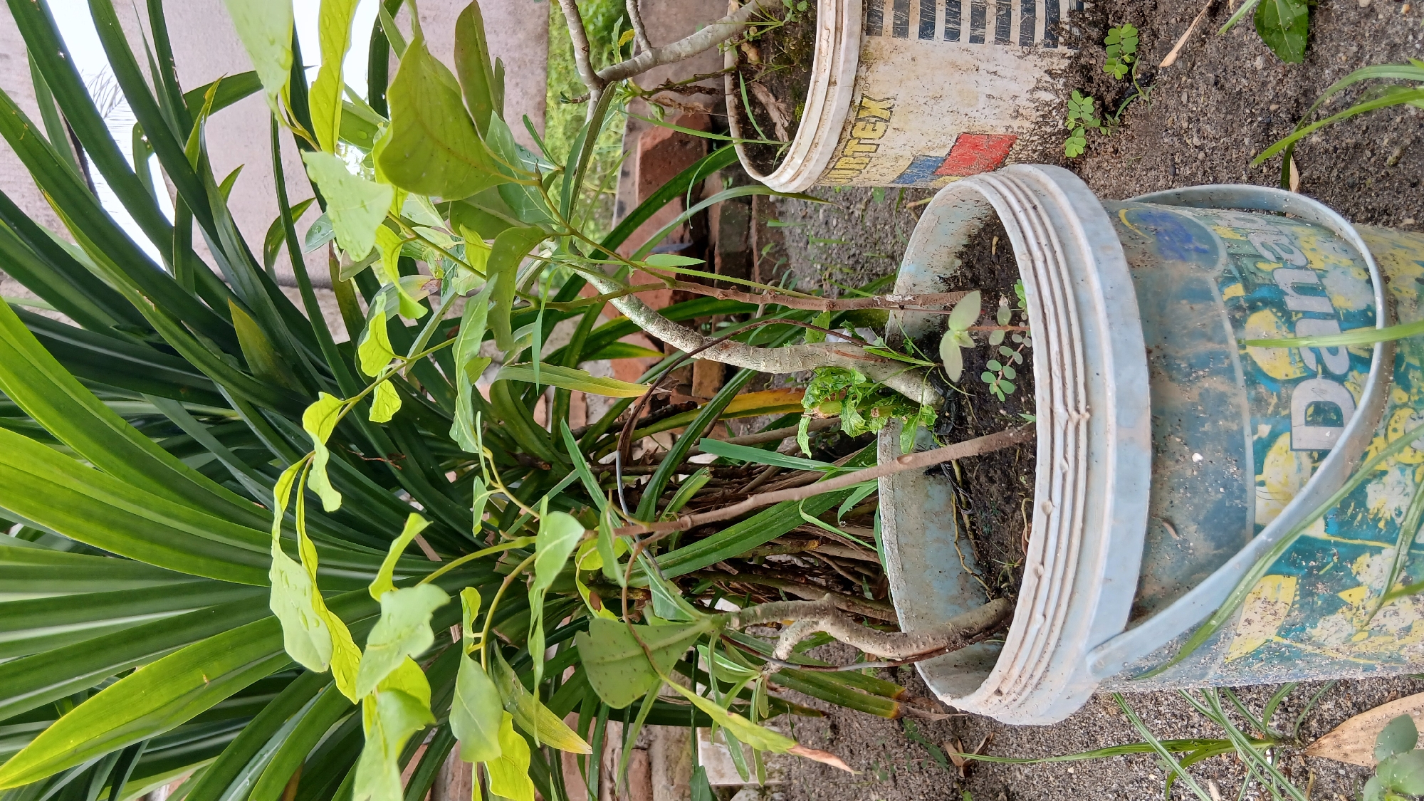 A close-up, eye-level shot captures two potted plants in what appears to be an outdoor setting in Klambir Lima Kebun, Indonesia. The foreground is dominated by a light blue plastic bucket, worn and marked with faded yellow and blue designs, containing several young trees with thin, light-colored trunks and sparse green leaves. Behind this bucket, a larger, lush green plant with long, slender leaves forms a dense backdrop. To the right, another partially visible white bucket holds a similar plant. The ground surrounding the buckets is covered in dark soil and scattered debris. The overall impression is one of a modest, perhaps urban garden.