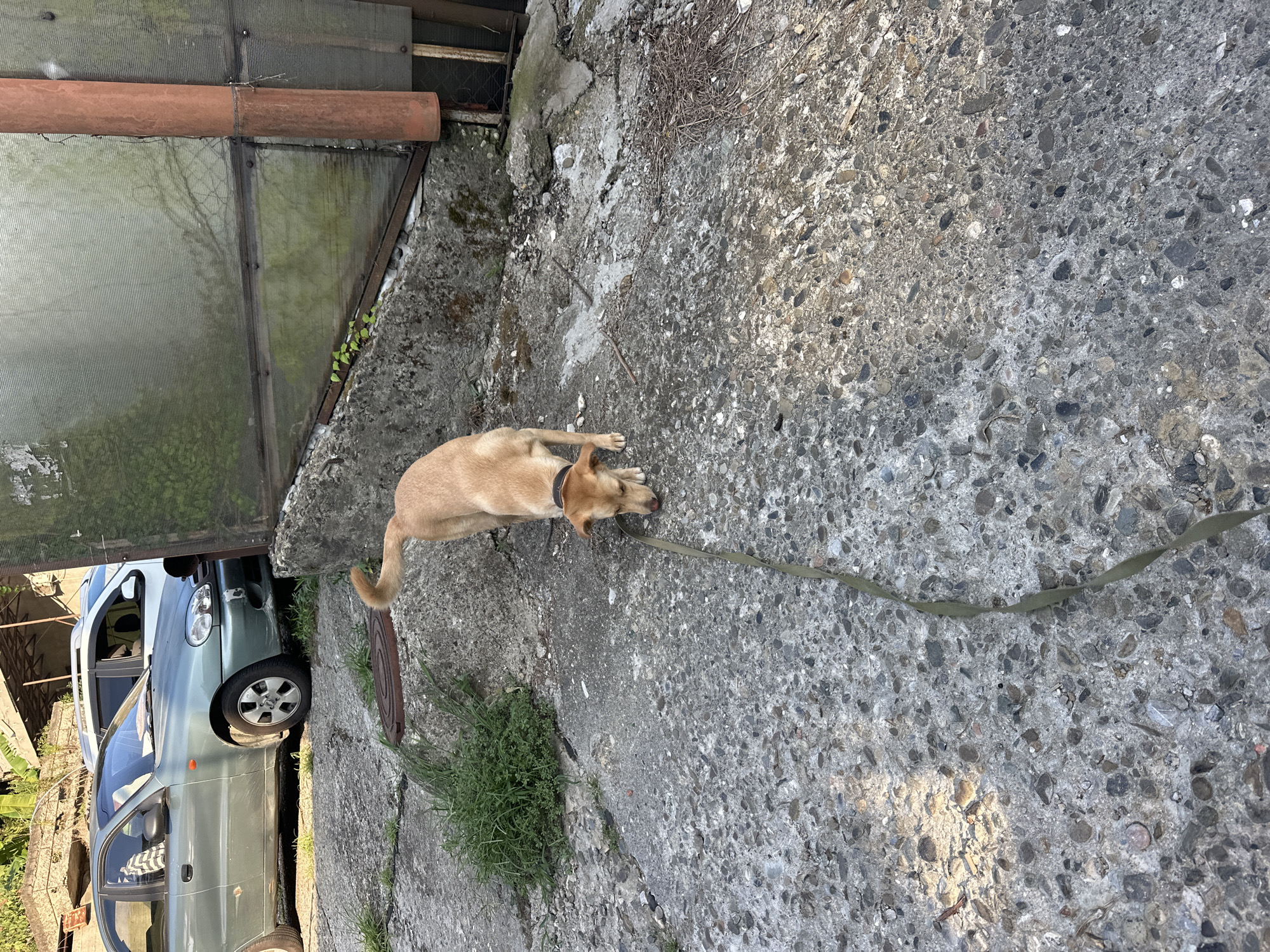 In the city of Sochi, Russia, a light brown dog with a black collar is walking on a concrete surface. The dog is on a leash, which trails behind it on the ground. The concrete appears rough and uneven, with visible aggregate. To the left of the dog, there is a patch of green grass. In the background, a light blue car is parked. Further in the background, a corrugated metal structure is visible, with a vertical rusty pipe attached to it. The scene appears to be an outdoor area, possibly a yard or a street.