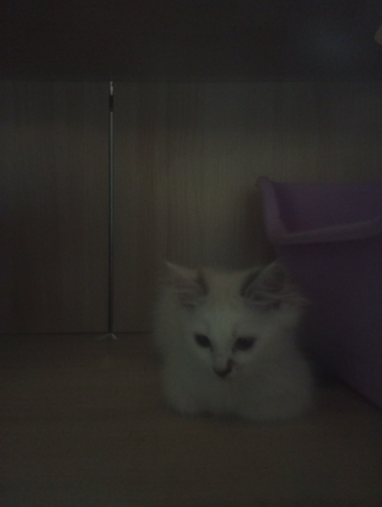 A fluffy white kitten is crouched on a wooden surface. The kitten is facing forward, with its eyes looking slightly down. Its fur is long and appears soft. Behind the kitten, a light purple bin is visible to the right, and a vertical metal pole stands to the left. The background consists of dark, wooden panels. The lighting in the scene is dim, creating shadows and obscuring some details. This image does not depict any specific location in the city of Denpasar, Indonesia.