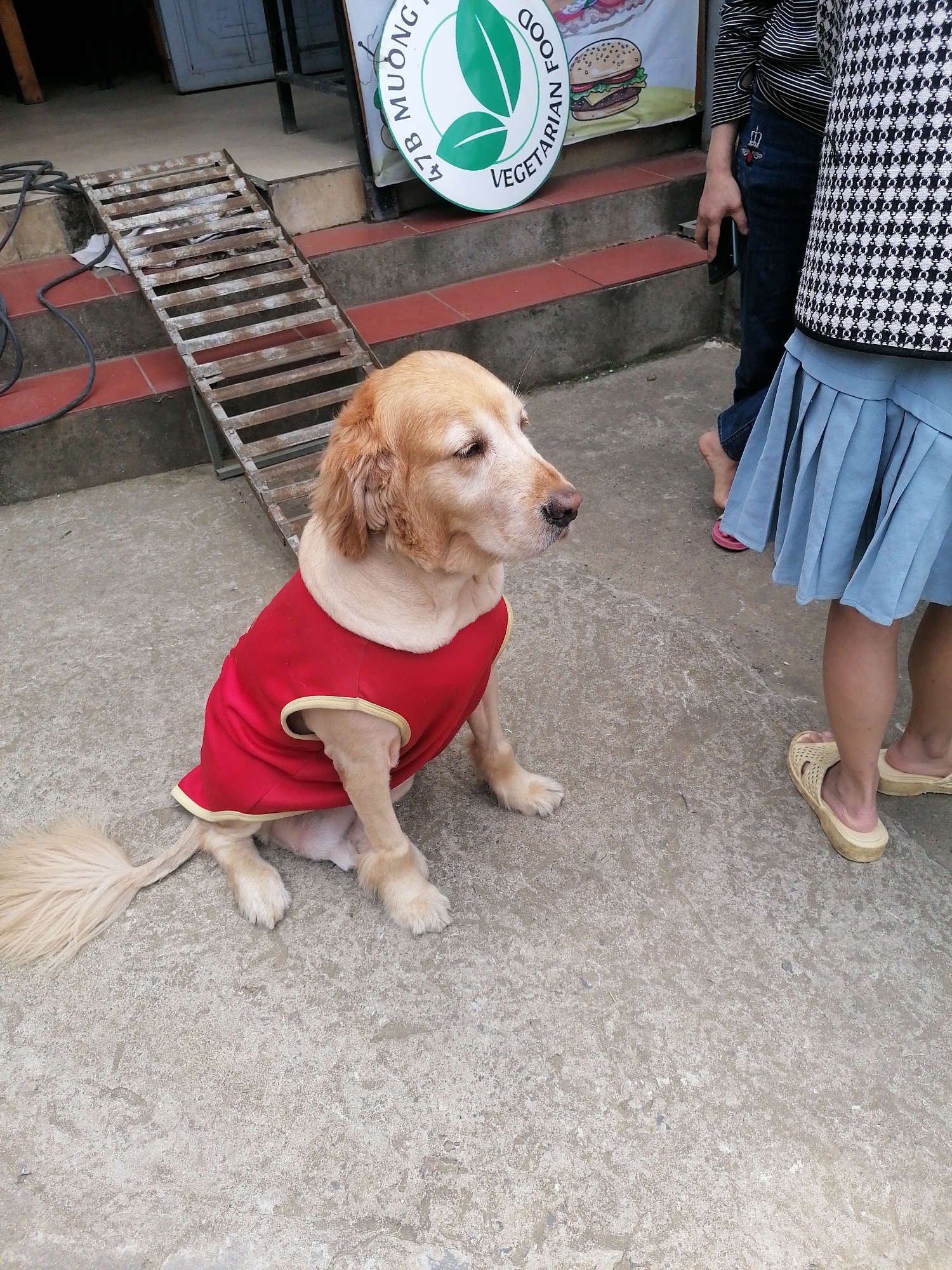 In Sa Pa Ward, Vietnam, a medium-sized golden retriever wearing a red coat sits on a concrete surface. A metal ramp is partially visible in the background, leading up to a set of stairs, near a vegetarian food sign. To the right of the dog, two individuals are partially visible: one wearing jeans and a striped top, and the other wearing a black and white patterned top and a blue pleated skirt, with beige sandals.