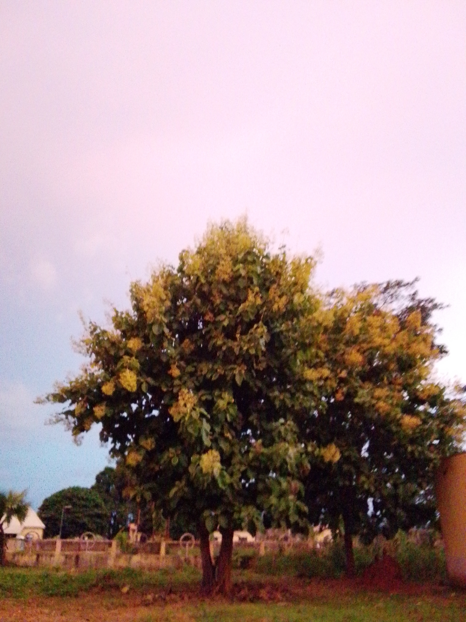 The image depicts a scene in Serti, Nigeria, featuring two large trees with dense foliage and clusters of yellow flowers. The trees are situated in the foreground, with their branches extending upwards and outwards. The sky above is a soft pink and blue gradient, suggesting either sunrise or sunset. In the background, there are some structures that appear to be buildings, possibly houses or a small institution, with a fence in front of them. A brown cylindrical object, likely a pillar or a container, is visible on the right side of the image. The ground is covered with dry grass and some patches of green. The overall impression is of a tranquil, natural setting within a populated area.