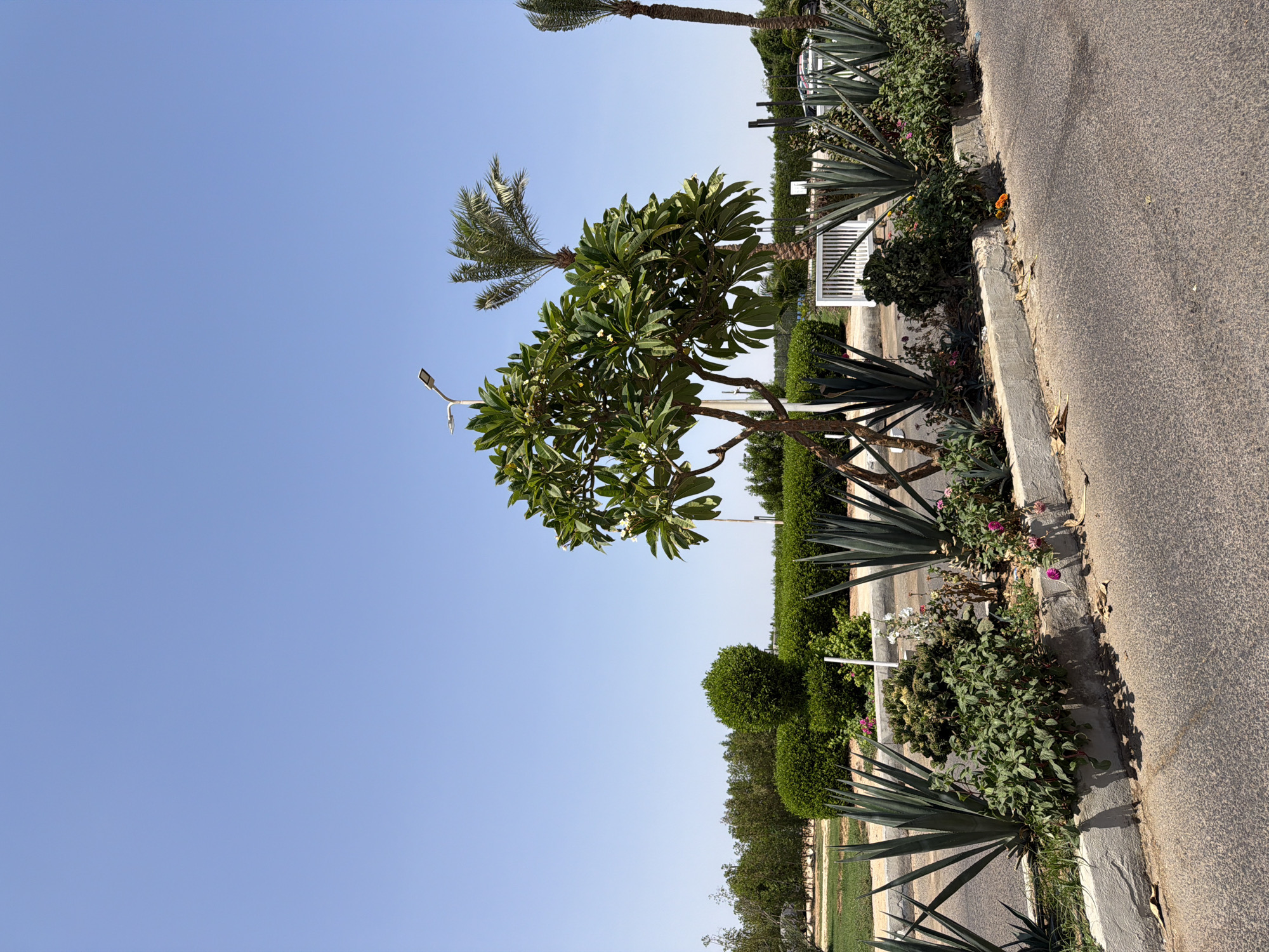 This is an eye-level, medium shot of a streetscape in Sharm El Sheikh, Egypt. The foreground features a paved road with a concrete curb running along the right side. Beyond the curb is a raised planter bed filled with a variety of plants, including large agave plants with spiky leaves, dense green bushes, and smaller flowering plants with pink and white blooms. A multi-trunked tree with broad green leaves and white flowers stands in the middle ground, to the left of a tall palm tree. Further back, there are neatly trimmed hedges and rows of trees, suggesting a landscaped area. In the distance, a white picket fence and a street lamp are visible. The sky is a clear, bright blue, indicating a sunny day. There are no people or animals visible in the scene.