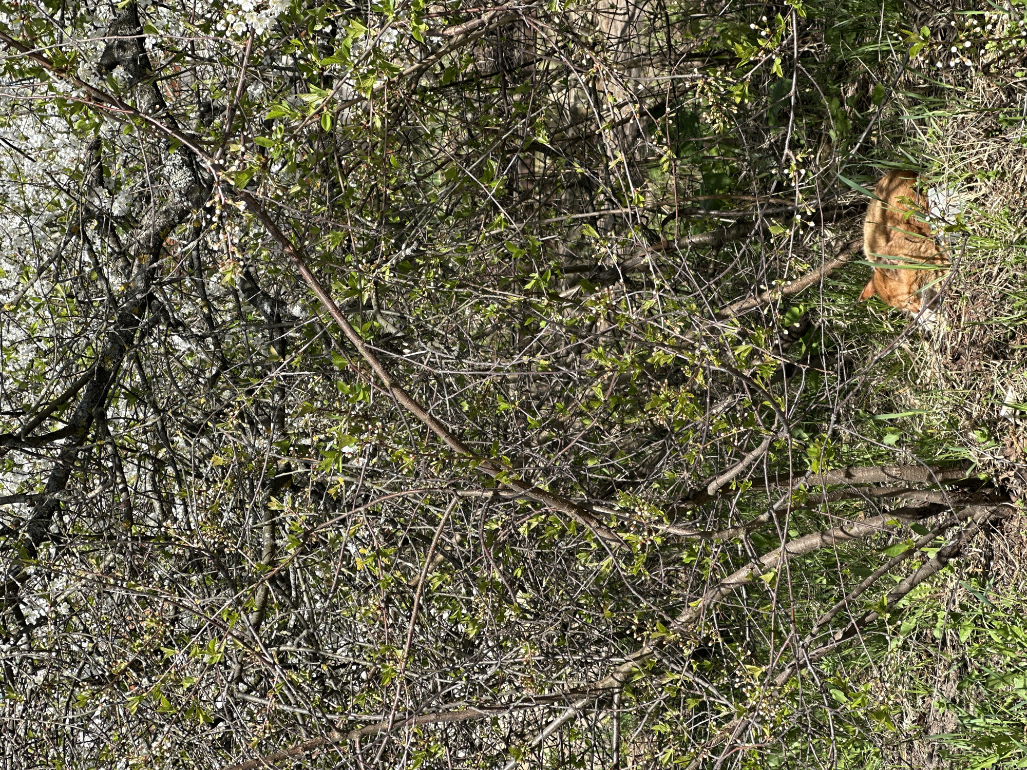 The image shows a dense thicket of branches, some with white blossoms and new green leaves. An orange cat is partially visible on the right side of the frame amongst the branches and grass. The location is unspecified, and there is no direct information to suggest it's in Nizhny Novgorod, Russia. There are no visible people in the image.