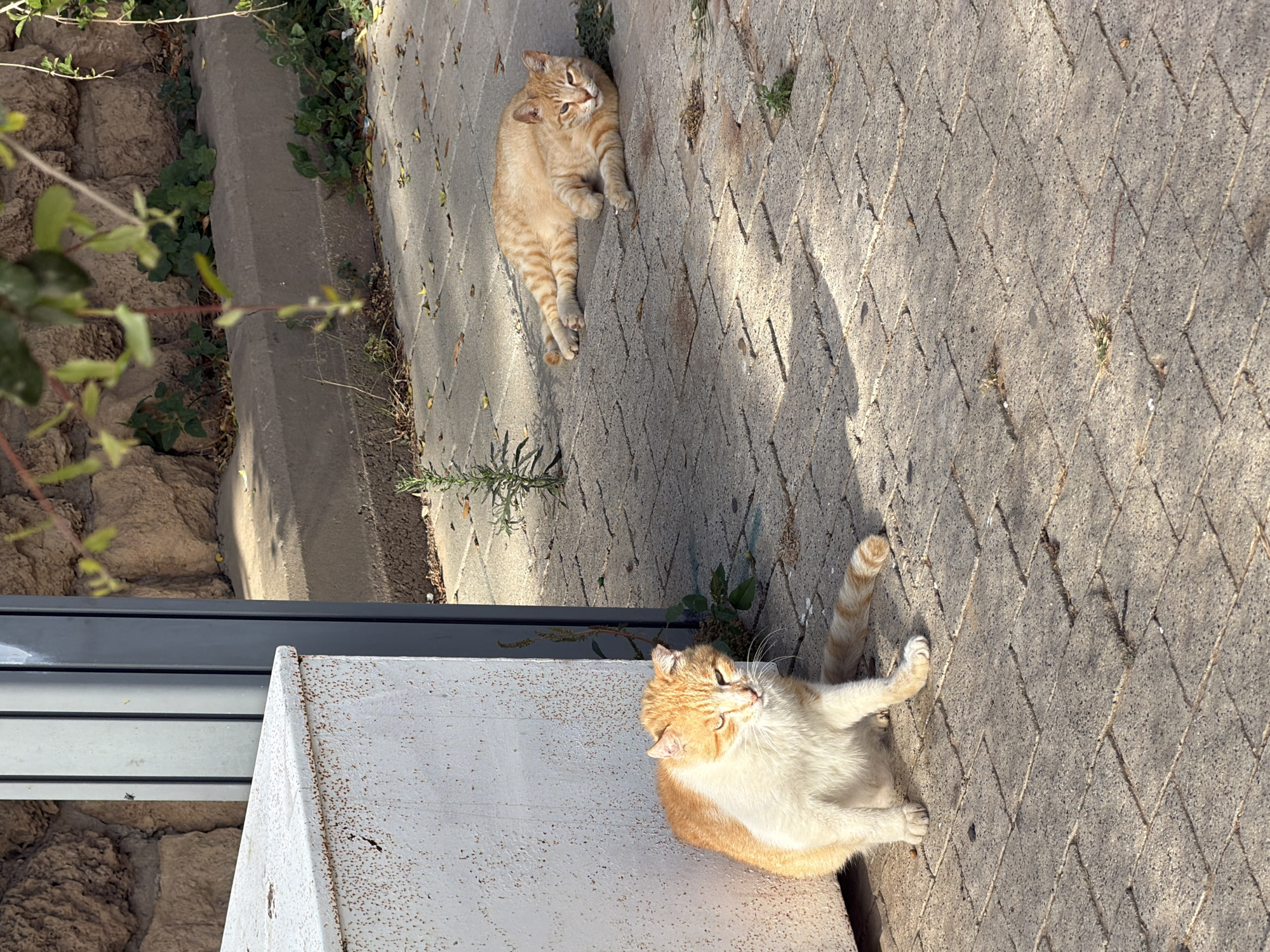 Two cats are basking in the sun on a brick-paved area. One cat is fully orange with tabby stripes and lies stretched out in the upper part of the frame. The other cat is orange and white, lying near a white, box-shaped object in the lower part of the frame. Vegetation is visible along a low wall to the left of the cats. The location is Tel-Aviv, Israel.
