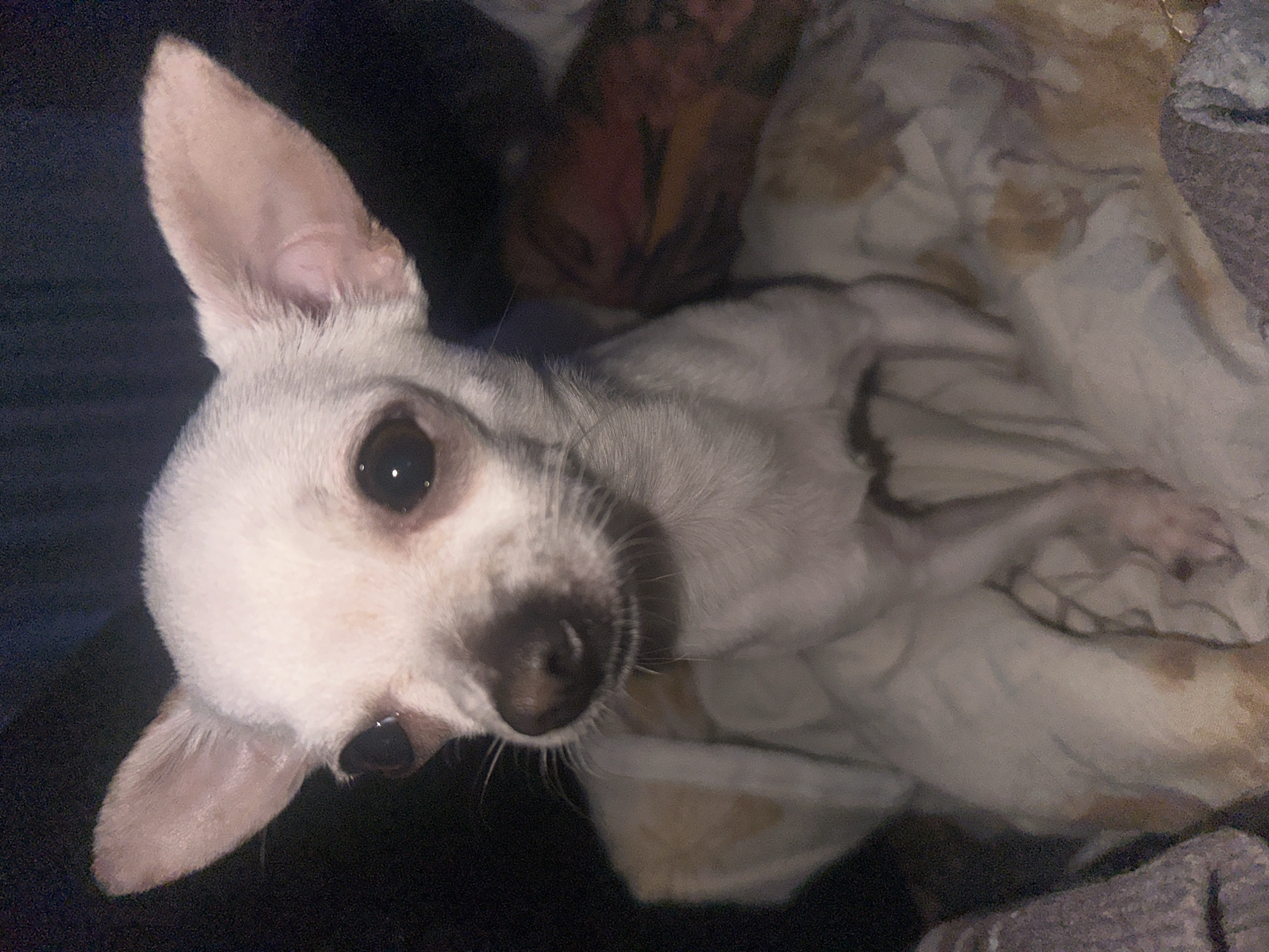 A white Chihuahua dog lies on patterned bedding. The dog has a black nose and brown eyes. The dog is positioned near a dark surface. The image does not provide sufficient information to determine a location in Sliven, Bulgaria.