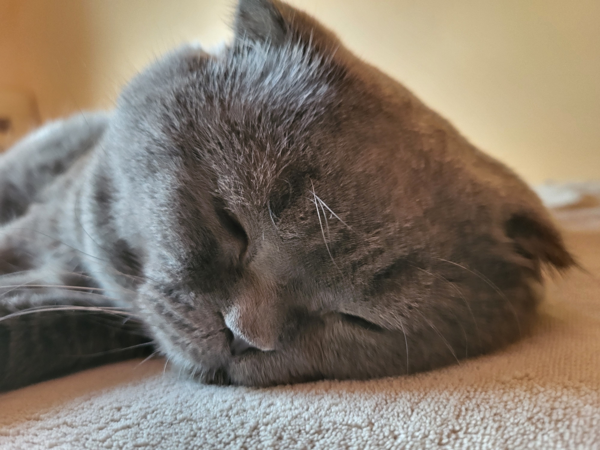 A close-up, eye-level shot shows a gray cat sleeping on a light-colored textured surface, possibly a blanket or carpet. The cat's eyes are closed, and its head is resting on its paws. The background is a warm, neutral color, likely a wall. The lighting is soft and diffused, creating a peaceful atmosphere. The focus is on the cat's face, highlighting its fur and whiskers.