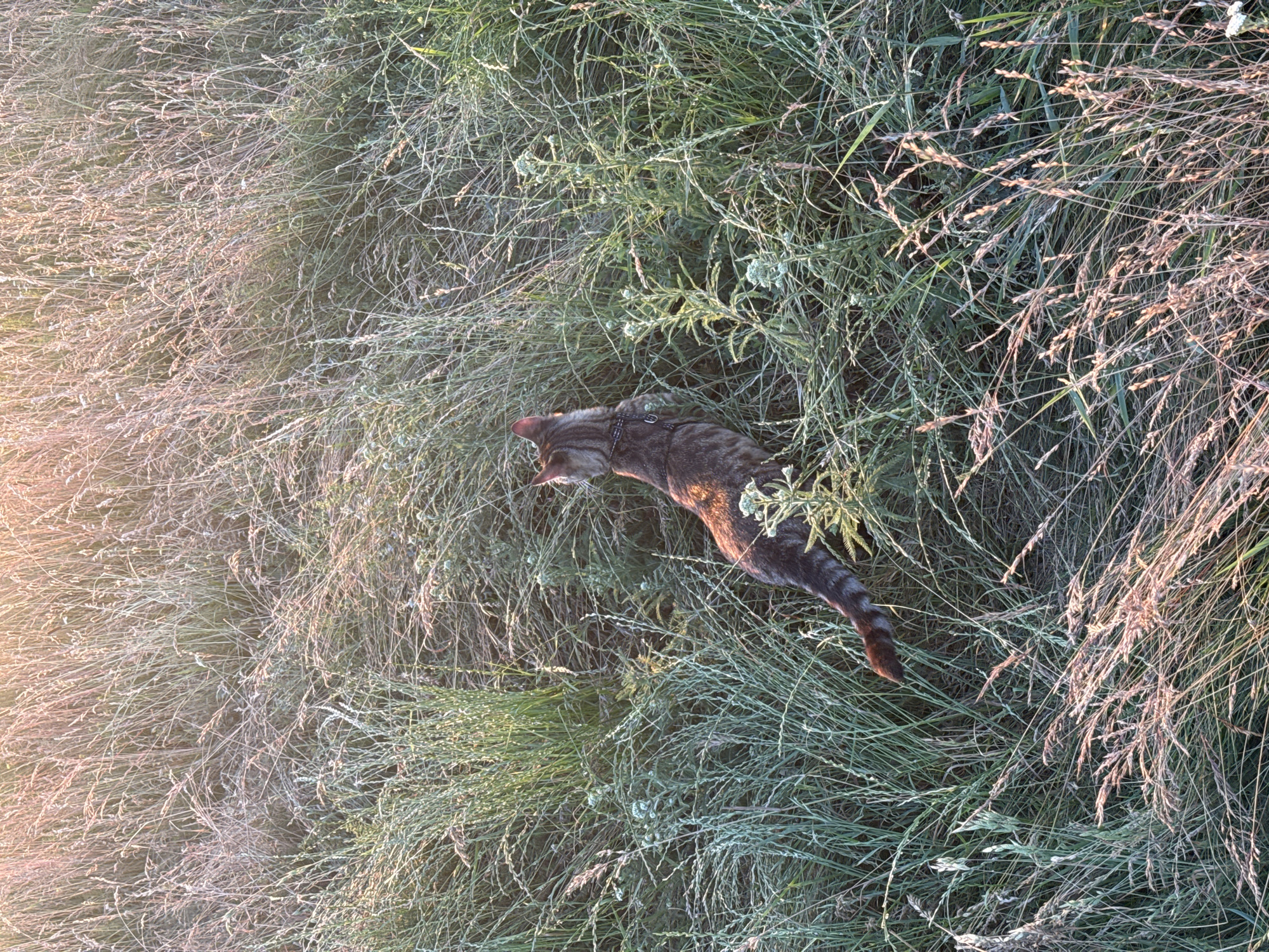 A domestic cat is walking through tall grass in a field. The cat is a tabby with dark stripes on a brown and gray coat, and it is wearing a harness. The cat is facing to the left of the frame, looking down as if exploring the grass. The field is filled with a mix of green and dry, straw-colored grass, with some seed heads visible. The sun is low in the sky, casting a warm, golden light across the scene, creating a lens flare in the upper left corner of the image. This suggests it is either early morning or late evening. The overall impression is one of a peaceful, natural setting, with the cat enjoying its exploration of the outdoors. No text is visible in the image. The location is Horodyshche, Ukraine.