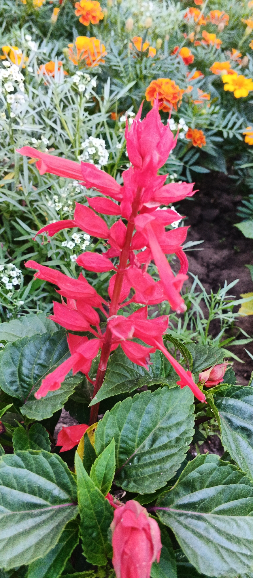 A close-up, vertical shot shows a vibrant red salvia flower in bloom. The flower stalk, with its distinct tubular blossoms, is the primary focus, extending upwards from lush green foliage. Surrounding the salvia, a backdrop of other flowers, including orange and yellow marigolds and small white flowers, adds depth and texture to the scene. The image appears to be taken outdoors, possibly in a garden or park setting. The location in Smila, Ukraine, is not visually apparent from the image itself.