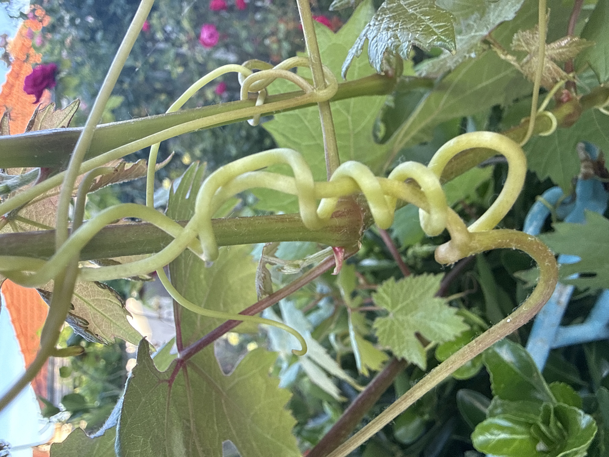 In Sozopol, Bulgaria, a close-up shot focuses on the tendrils of a grapevine. The tendrils are bright green and form tight coils and spirals around the main stem of the plant. In the background, blurred foliage and pink flowers are visible, suggesting a garden setting. The sky above is a pale blue with a hint of orange from a roofline. The overall impression is one of lush, organic growth in a natural environment.
