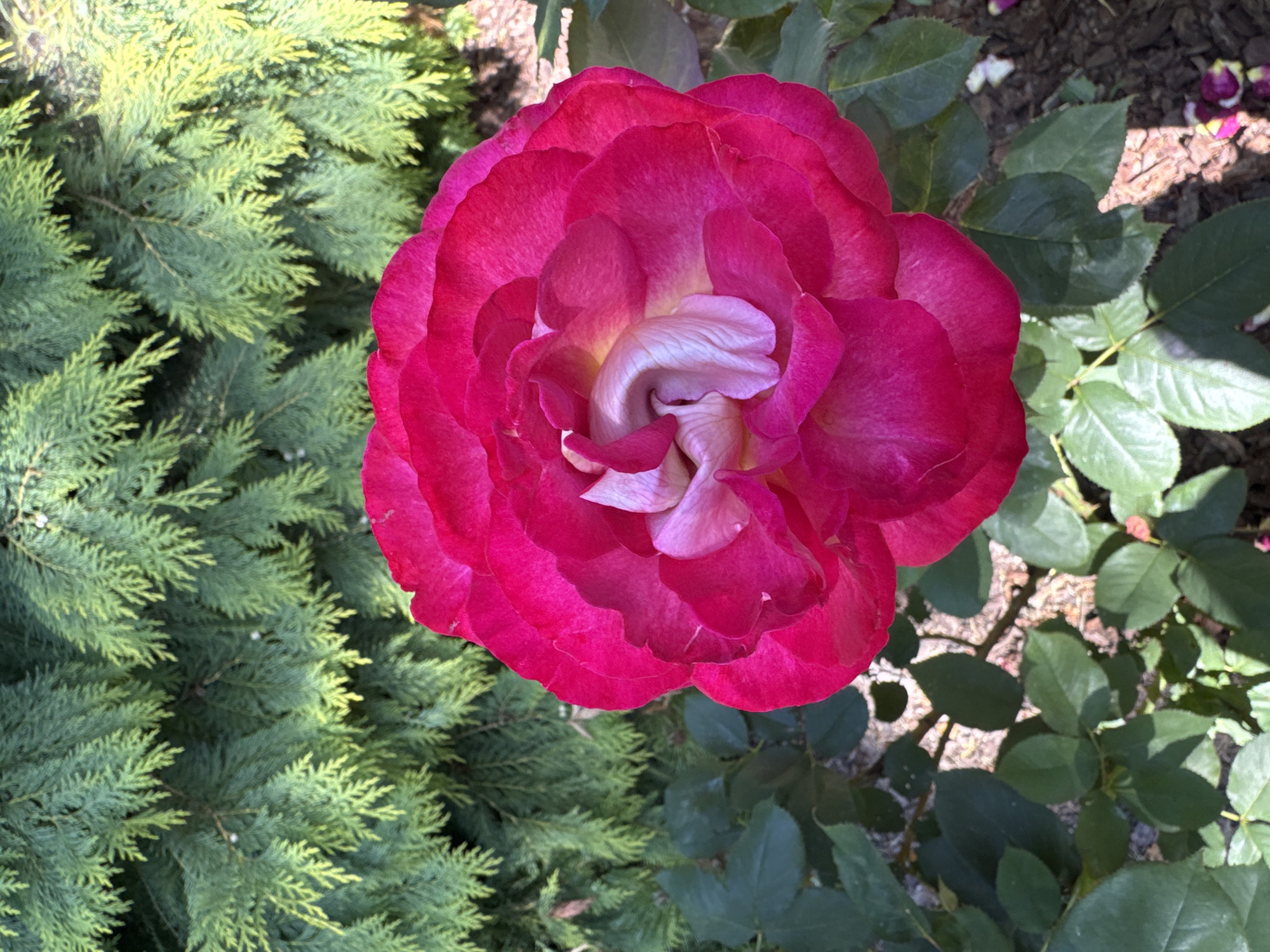 A close-up, high-angle shot captures a vibrant, deep pink rose in full bloom, its layered petals unfurling towards the viewer. The rose's center reveals softer, pale pink and yellow hues, creating a delicate contrast with the outer, more saturated petals. The background is a blur of lush green foliage, predominantly the feathery branches of a coniferous tree, interspersed with darker green rose leaves and a hint of brown, mulched ground. Sunlight dapples the scene, casting shadows and highlighting the textures of the petals and leaves. The setting is a garden in Wielka Wieś, Poland, likely during daylight hours, suggesting a temperate climate suitable for rose cultivation. There are no people or animals present in the frame.