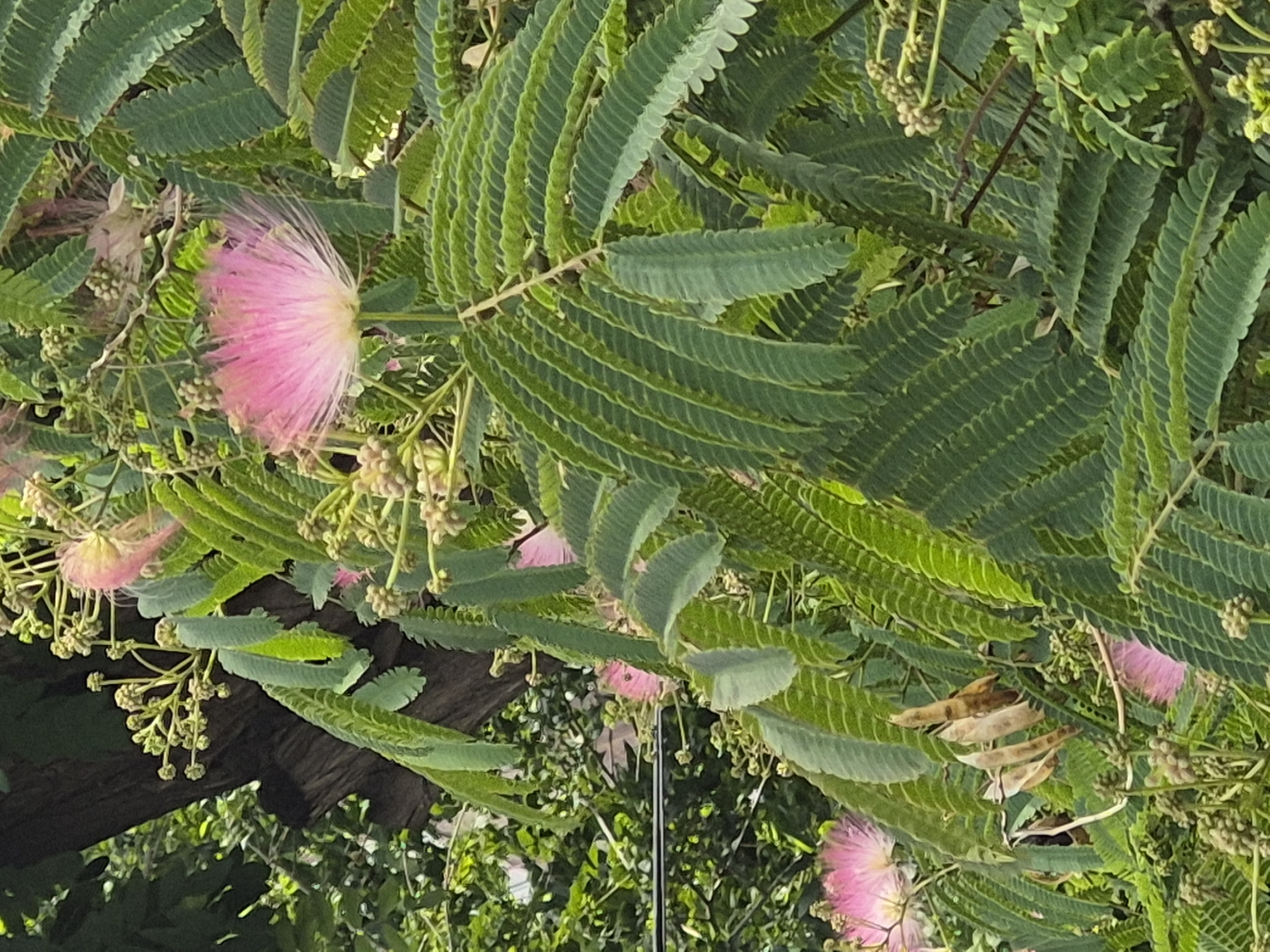 This image, captured in Yerevan, Armenia, showcases a Mimosa tree in bloom. The foreground is dominated by lush green, feathery leaves and delicate, spherical pink flowers. Several of these vibrant blooms are visible, with one prominent flower in the upper right quadrant, its stamens fanned out like a powder puff. Tiny buds are scattered throughout the foliage, hinting at future blossoms. In the background, a dark tree trunk is partially visible, along with other green foliage and a hint of what appears to be a power line. The overall impression is one of abundant, natural beauty within an urban setting.