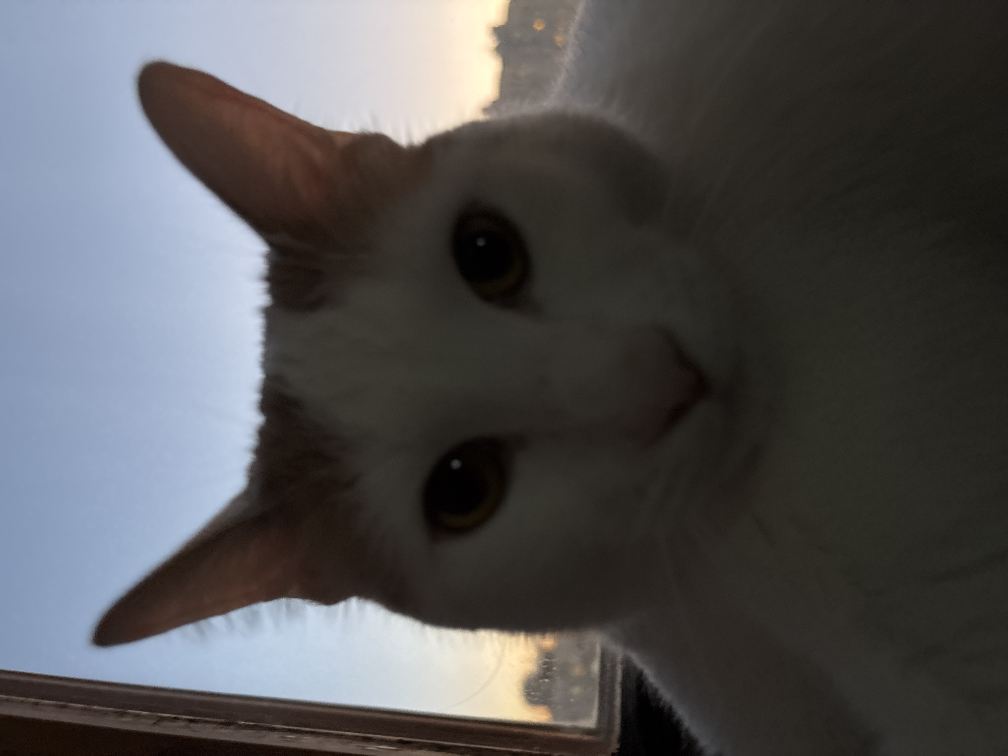 A white and orange cat with yellow eyes is positioned directly in front of a window, looking at the camera. The cat's face is in focus, with its ears visible against a clear sky. Outside the window, there is a blurred cityscape visible at dusk. The lighting suggests it is either sunrise or sunset. The image is taken from a low angle, close to the cat. The location is identified as Unknown, Russia.