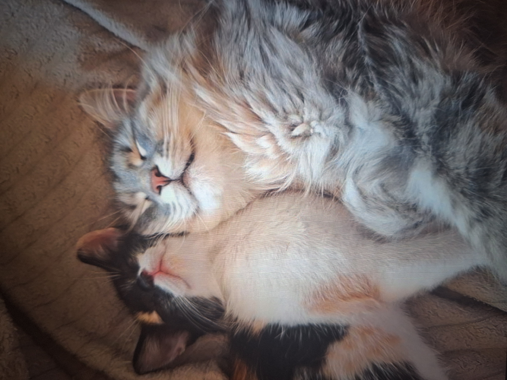 This is a close-up, overhead shot of two cats sleeping. The cat in the foreground is a large, fluffy grey and white cat with its eyes closed and its mouth slightly open. The cat in the background is smaller, with black, white, and orange patches, and its eyes are also closed, with its head nestled into the larger cat's fur. They are lying on a textured, brown blanket. The image is blurry and appears to be taken with a low-resolution camera. There is no information about the location in Kyiv, Ukraine that can be derived from this image.