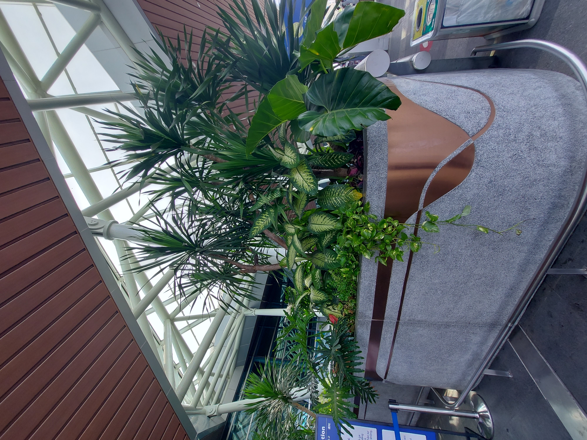 The image shows a large planter filled with various tropical plants, including Dracaena, Dieffenbachia, and a large-leafed plant resembling an elephant ear. The planter is made of speckled grey material with decorative copper-colored accents and is situated in an outdoor area with a modern architectural ceiling structure overhead. In the background, there are glass doors and windows, suggesting an indoor-outdoor transition space, possibly at an airport or a large public building. A blue stanchion with a blue barrier tape is visible to the left, and a waste bin is present to the right. The scene is likely located in Đà Nẵng, Vietnam, given the bilingual signage visible in the background (Vietnamese and Chinese). There are no people visible in the frame.