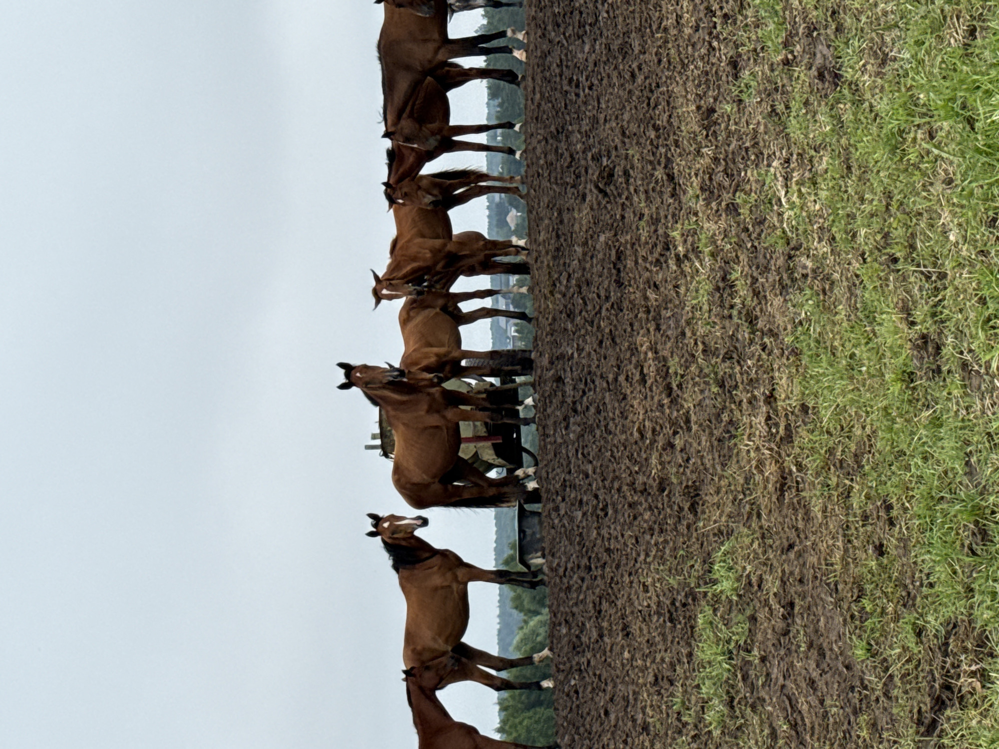 A herd of horses stands on a muddy embankment in Galinė, Lithuania. The horses are of varying shades of brown and are positioned in a line facing the camera. Some of the horses are looking directly at the camera, while others are looking to the side. The embankment is covered in dark, wet mud with patches of green grass growing on it. In the background, there is a line of trees and a hazy sky. There is a piece of machinery visible behind some of the horses, which appears to be a water tank on wheels.