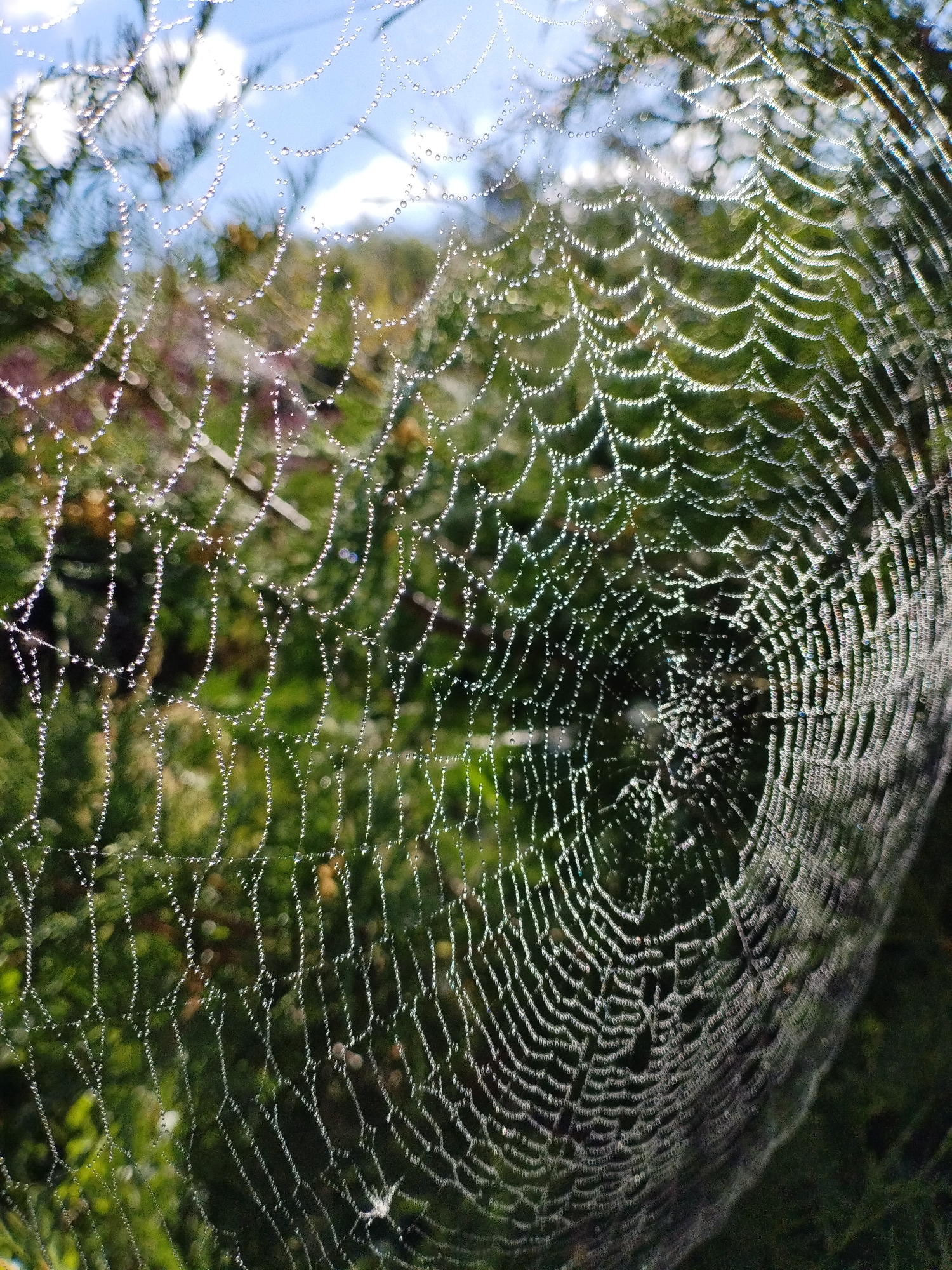The image displays a close-up of a dew-covered spider web. The web, intricately spun, is adorned with numerous tiny water droplets that glisten in the light. The background is blurred, showing hints of greenery and a bright sky, suggesting an outdoor environment, possibly a natural setting within or near Bialynichy, Belarus, given the provided context. The focus is entirely on the delicate structure of the web and the glistening dewdrops, creating a detailed and almost abstract composition. There are no people or discernible actions depicted in the scene. The environment appears to be a garden or woodland area.