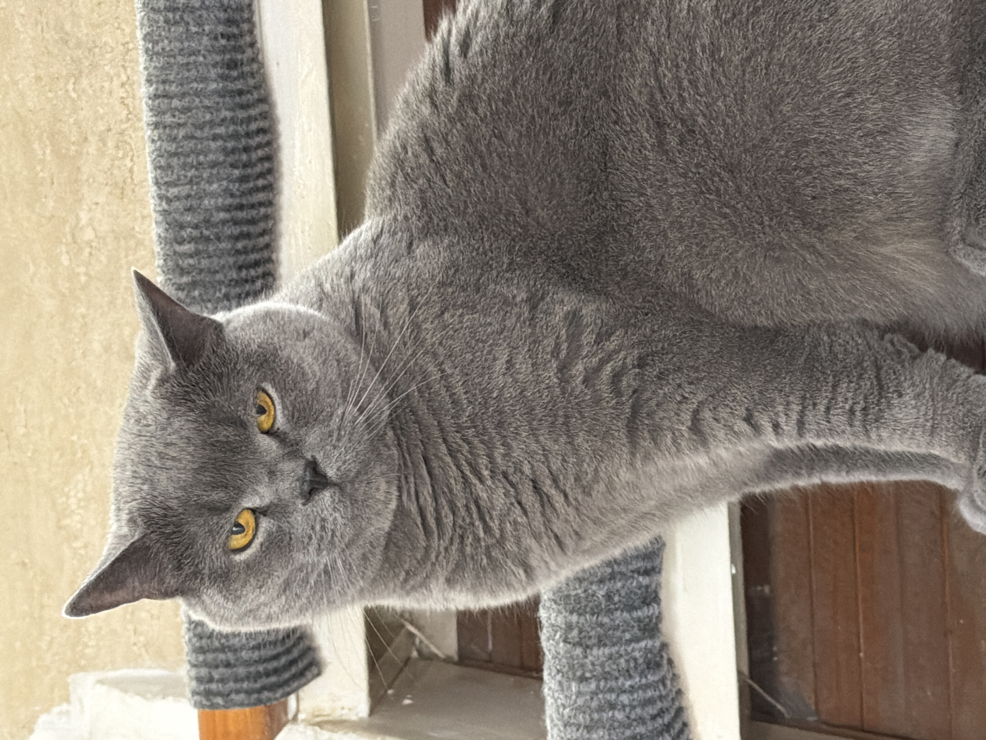 A close-up, eye-level, vertical shot features a British Shorthair cat with dense, grey fur and vivid yellow eyes. The cat is positioned on what appears to be a carpeted surface, possibly a cat tree or a stair, with a grey, textured material visible. In the background, a beige, textured wall is slightly out of focus, and a wooden structure with horizontal planks is visible below the cat. There are no people, actions, or interactions depicted in the image. The scene is indoors and lacks any discernible indicators of its location within Rome, Italy.