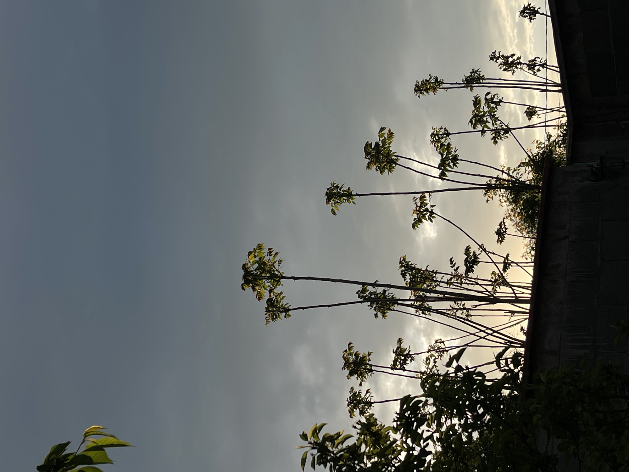 A low-angle shot shows trees silhouetted against a bright, cloudy sky, indicating the late afternoon or early morning. The trees appear to be growing near a wall, possibly adjacent to a building or fence. The location is likely in an urban or suburban area within Sofia, Bulgaria, where such vegetation alongside structures is common.