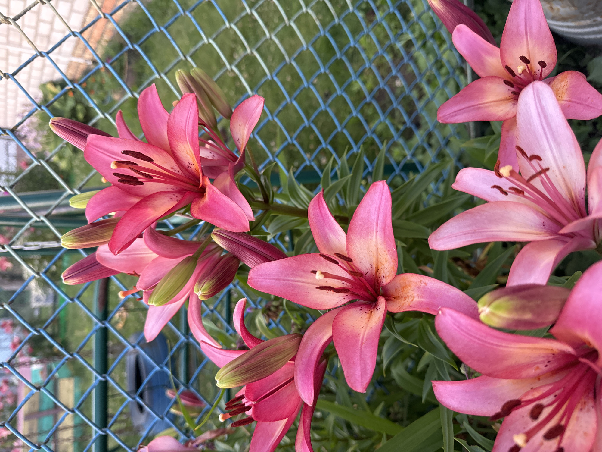 A cluster of bright pink lilies is in focus in the foreground. The flowers are a vibrant pink with some lighter orange and yellow shading towards the center of the petals. Several lily buds are also visible, some tightly closed and deep pink, others partially open with green tips. The lilies are set against a background of green foliage, with a blue chain-link fence running diagonally across the upper half of the image. Beyond the fence, a blur of green grass and possibly other flowers can be seen, suggesting an outdoor setting. A faint suggestion of a white brick wall is present in the upper right corner. The scene appears to be a garden or yard in a rural or suburban area.