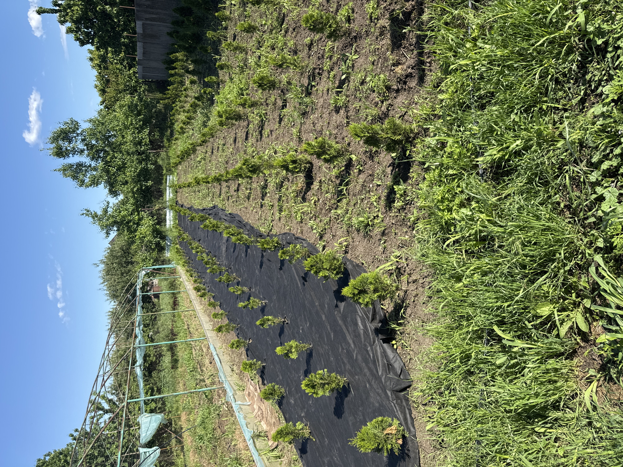 The image depicts a cultivated area, likely a garden or small-scale nursery, located in an unspecified area. There are several rows of small, evergreen plants arranged in a grid pattern. One row is under a black tarp that may be used for weed control. A metallic framework or greenhouse structure is visible to the left, partially covered with translucent material. The plants are surrounded by varying amounts of grass and weeds, some of which are more overgrown. In the background, there's a wooden fence and trees, suggesting a suburban or rural setting. The sky is clear with some clouds.