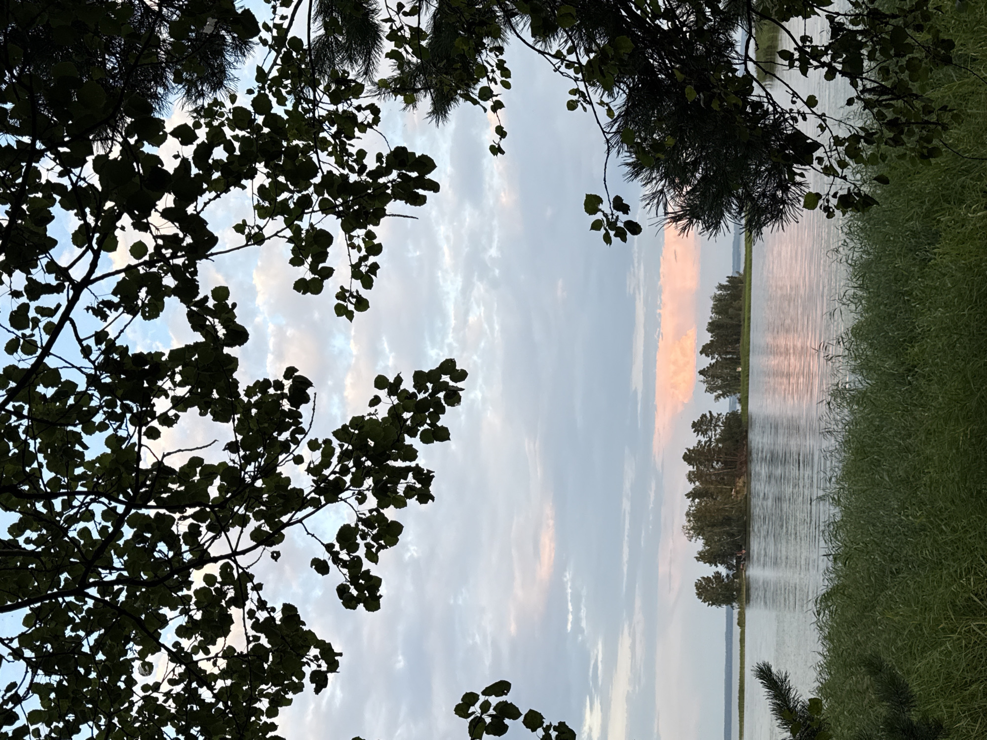 In the foreground, dark silhouettes of tree branches with green leaves frame the scene. The sky above is filled with a mix of white and grey clouds, with a subtle hint of pink, suggesting either a sunrise or sunset. Below the sky, a body of water reflects the soft light. In the distance, a small island is covered with trees. The water is bordered by lush green reeds in the mid-ground. The location is the city of Unknown, Unknown.