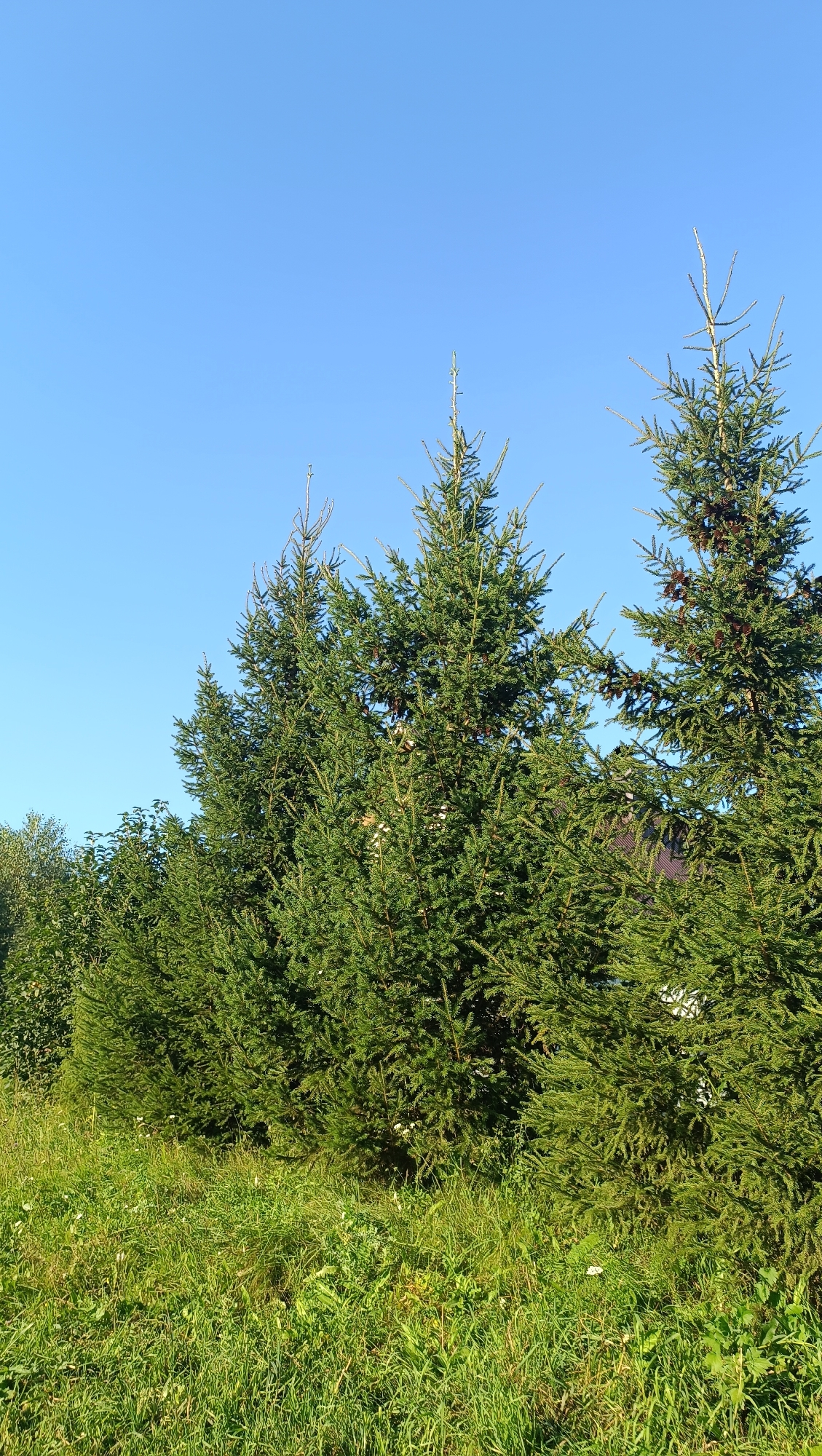 The image depicts a row of tall, green fir trees against a clear, bright blue sky. The trees are dense and full of foliage, with some of their upper branches reaching towards the sky. The sun appears to be shining brightly, casting a natural light on the scene. In the foreground, there is a lush green grassy area with a mix of wildflowers. The overall setting suggests an outdoor, natural environment, possibly a park, a yard, or a rural area. The image conveys a sense of tranquility and natural beauty. There are no people or objects that are the main focus. The time of day is likely daytime due to the bright sunlight and clear sky. The weather appears to be pleasant and sunny. The location context of Karsha, Russia, adds a geographical element to the natural landscape.