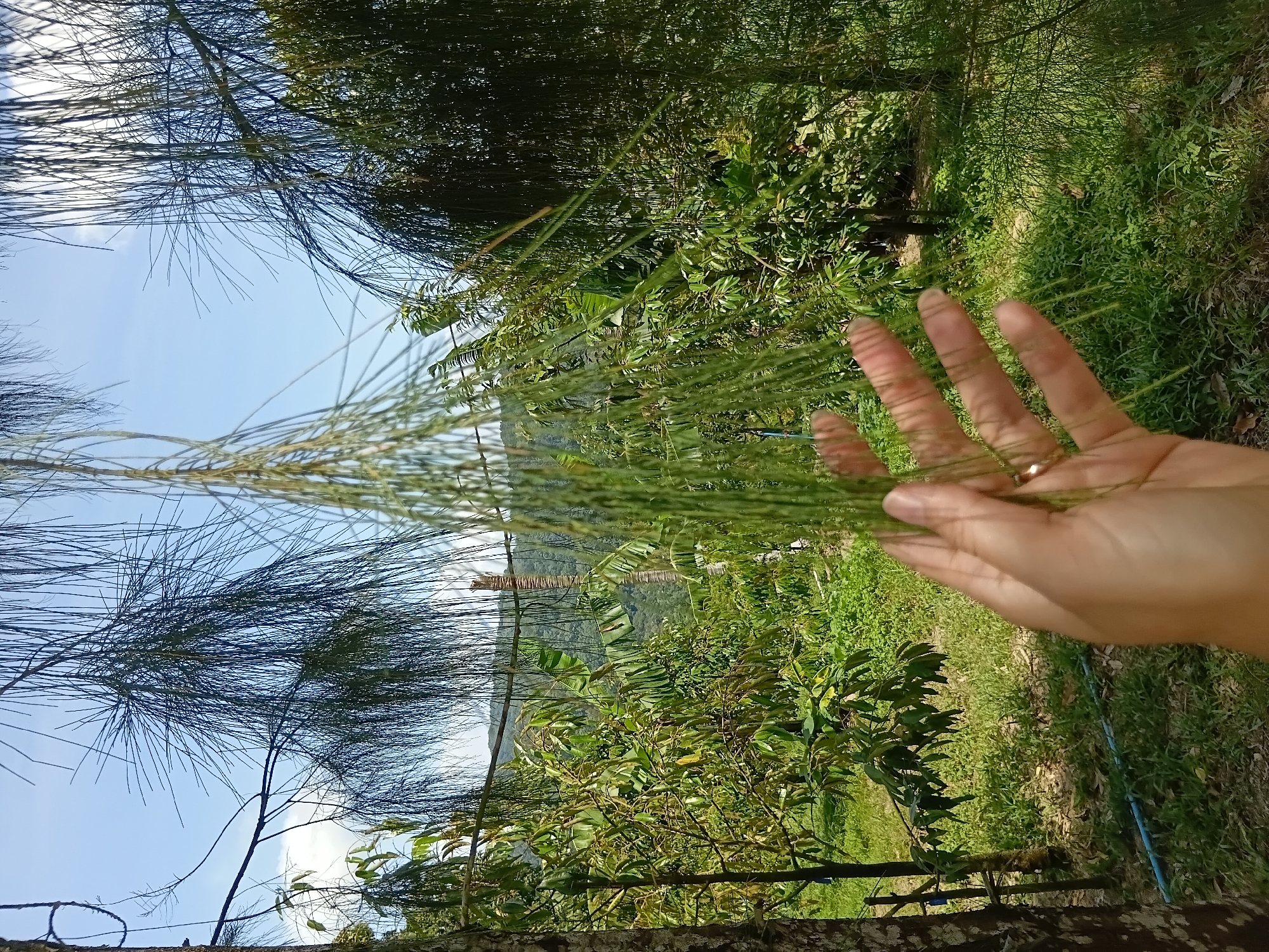 A hand, adorned with a ring on the ring finger, is held in the foreground, reaching towards a cluster of thin, pine-like needles. The hand is positioned to the right of a thick tree trunk on the left side of the frame. Behind the hand and the needles, a lush green orchard is visible, with trees bearing broad leaves, characteristic of durian trees. In the distance, a hillside covered in dense foliage slopes upwards under a clear blue sky with scattered white clouds. A blue pipe runs along the ground in the middle distance. The scene appears to be in an outdoor agricultural setting, possibly a farm in Ko Samui District, Thailand.