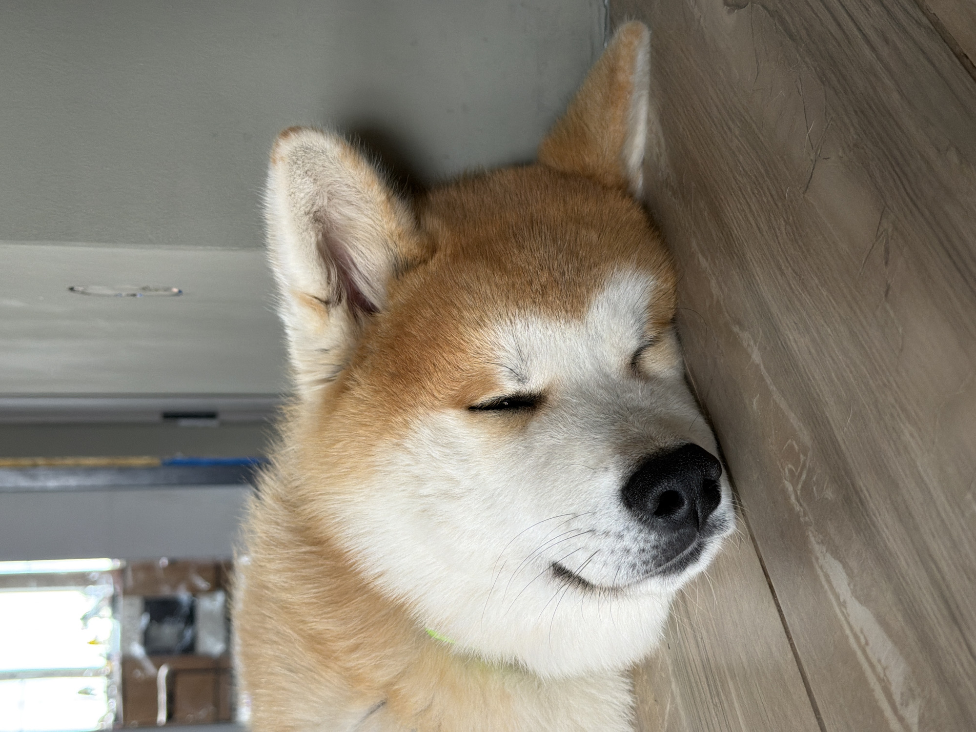 A close-up, eye-level, medium shot captures a sleeping Shiba Inu dog resting on a light-brown wooden floor. The dog is positioned on its side, with its head tilted upwards and resting against a grey wall. The dog's fur is a mix of light brown and white, with its black nose prominent. A thin, light-green collar is visible around its neck. The background is blurred, showing an open doorway leading to another room with furniture and windows. The scene appears to be indoors, likely in a residential setting within Chaikovsky, Russia.