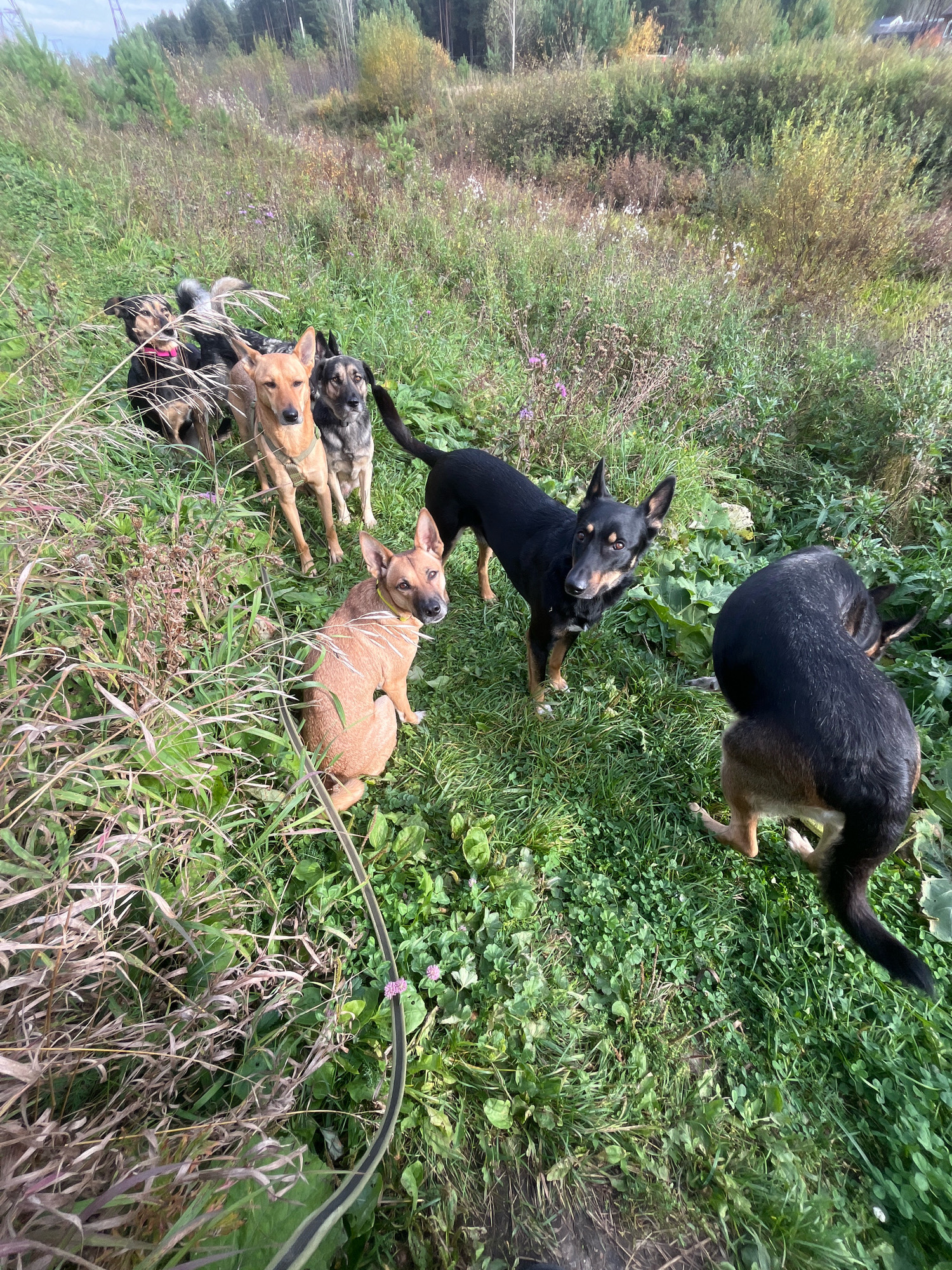 A group of six dogs are gathered in a grassy, uncultivated field with trees in the background. The dogs are of various breeds and colors, including black, brown, and tan. Some dogs are standing, while others are sitting or lying down. The environment is natural and somewhat overgrown, with tall grass, weeds, and some small wildflowers. The lighting suggests it is daytime, possibly late afternoon, with shadows visible on the ground. There are no people in the image. The location is not explicitly stated within the image itself, but the prompt specifies the city of Nizhny Tagil, Russia, implying the scene is located there. The overall impression is of a relaxed outdoor gathering of dogs.