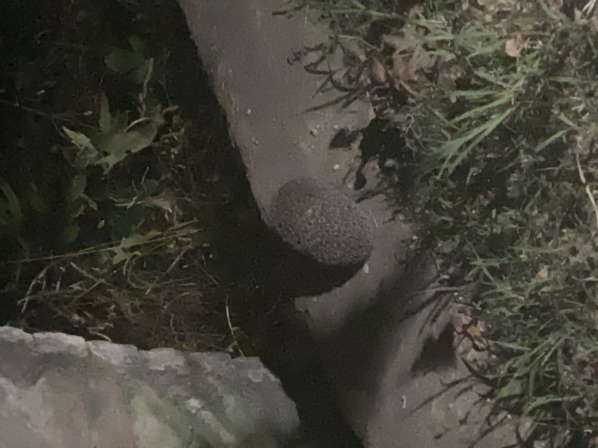 A nighttime image shows a hedgehog curled into a ball on a paved surface adjacent to a stone structure and vegetation. The hedgehog is dark and spiny, with its eyes and nose not clearly visible. The paved surface appears to be a walkway or path, possibly in a park or garden. The vegetation consists of grass and some leaves, suggesting an outdoor environment. The lighting is dim, and shadows are present, indicating the use of artificial light sources. The scene is located in Blagoevgrad, Bulgaria.