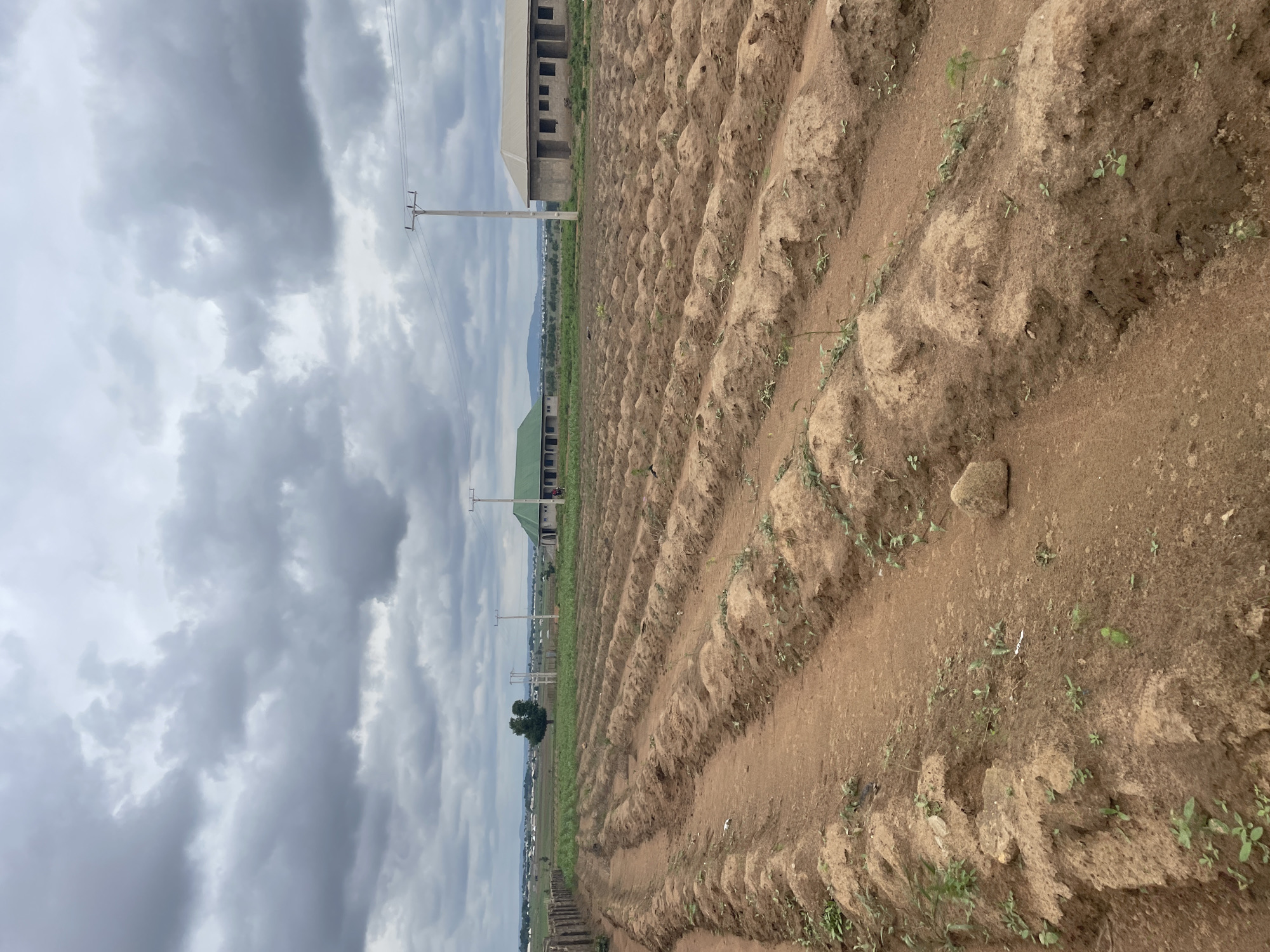 This image depicts an agricultural field in Barako, Nigeria, characterized by neatly tilled rows of soil. The foreground is dominated by these cultivated mounds, suggesting recent planting or preparation for crops. In the middle ground, young green vegetation is sparsely scattered across the field, with a solitary tree standing tall in the distance. Several utility poles with power lines traverse the landscape, indicating the presence of infrastructure. Two buildings with light-colored walls and green roofs are visible in the background, one to the left and another to the right. The sky is overcast with heavy grey clouds, suggesting potential for rain. The overall scene conveys a sense of rural agriculture under a cloudy sky.