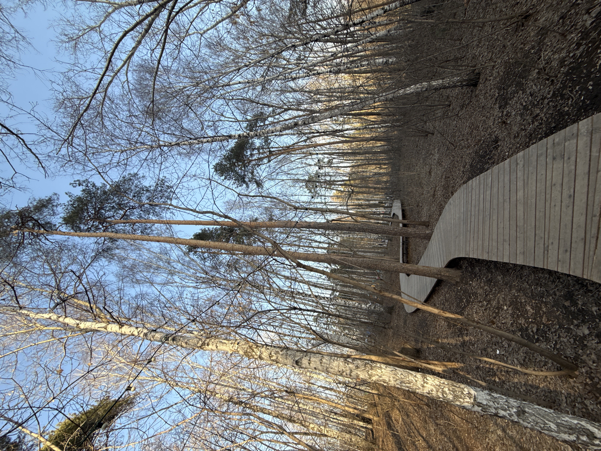 The image shows a wooden walkway in a forest setting. Tall, slender trees, predominantly birches identifiable by their white bark, line both sides of the path. Most trees lack leaves, suggesting it's either late autumn or winter. The ground is covered with fallen leaves. The sky is visible through the tree canopy and appears light blue. The location is likely in a park or wooded area within the city of Yekaterinburg, Russia.