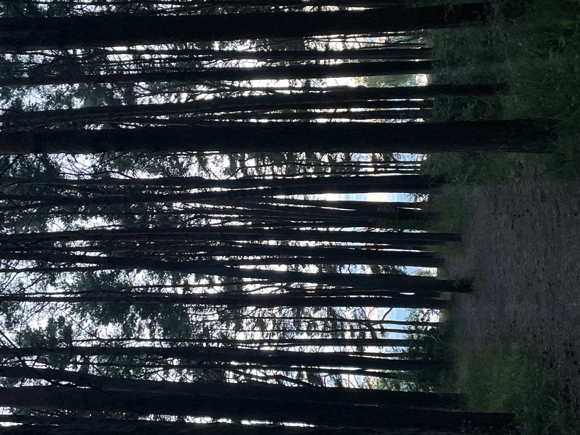 A path leads through a dense forest of tall pine trees. The trees are dark and silhouetted against a bright sky, suggesting either early morning or late evening light. The ground is covered with pine needles and grass. In the distance, beyond the trees, a body of water is visible, with a hint of a horizon. The scene is peaceful and natural. This image appears to be taken in the pine forests along the coast of Tallinn, Estonia, possibly in the area of Pirita or Kakumägi, known for their similar landscapes.