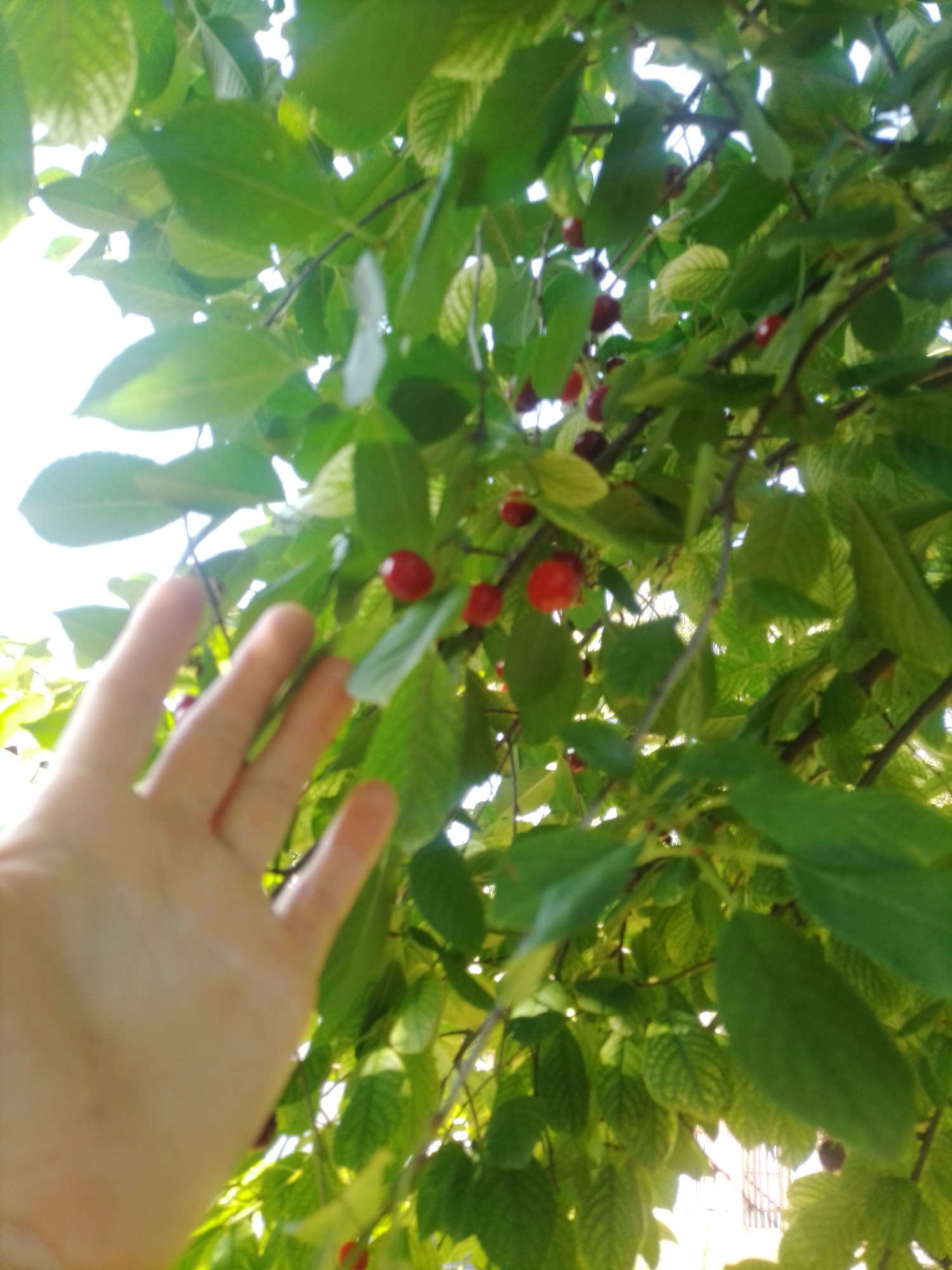 A hand reaches towards ripe cherries on a tree. The scene is set in the city of Ustyvytsia, Ukraine, with lush green leaves and bright red cherries filling the frame. The image is taken from a low angle, looking up at the branches against a bright sky.