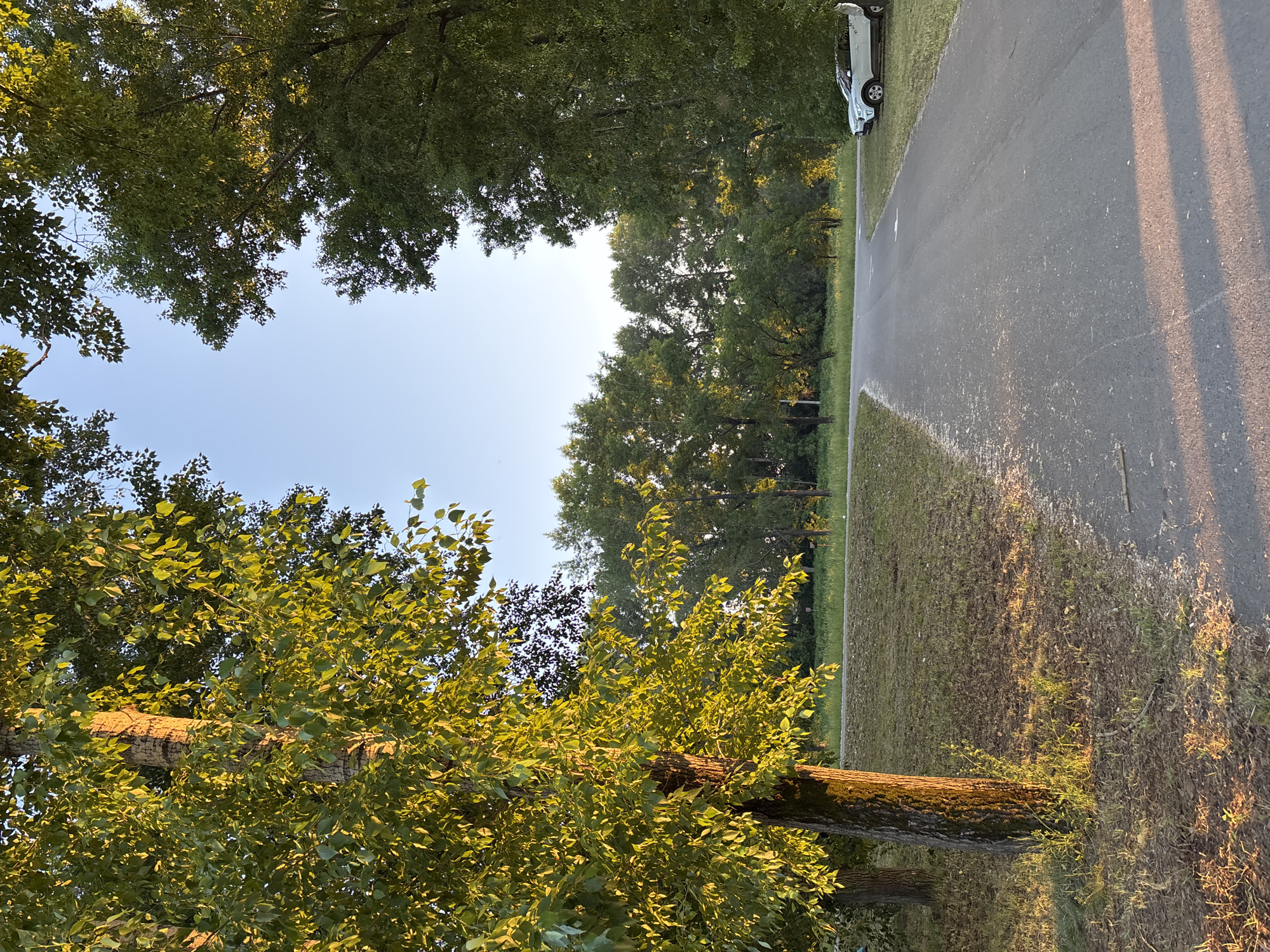 The image depicts a paved road curving through a park-like setting with abundant trees. The sun, low in the sky, casts long shadows and illuminates the foliage with a warm, golden light. A white SUV is parked on the right side of the road, near the edge of a grassy area. The sky is clear and blue. The scene appears to be a tranquil outdoor location.