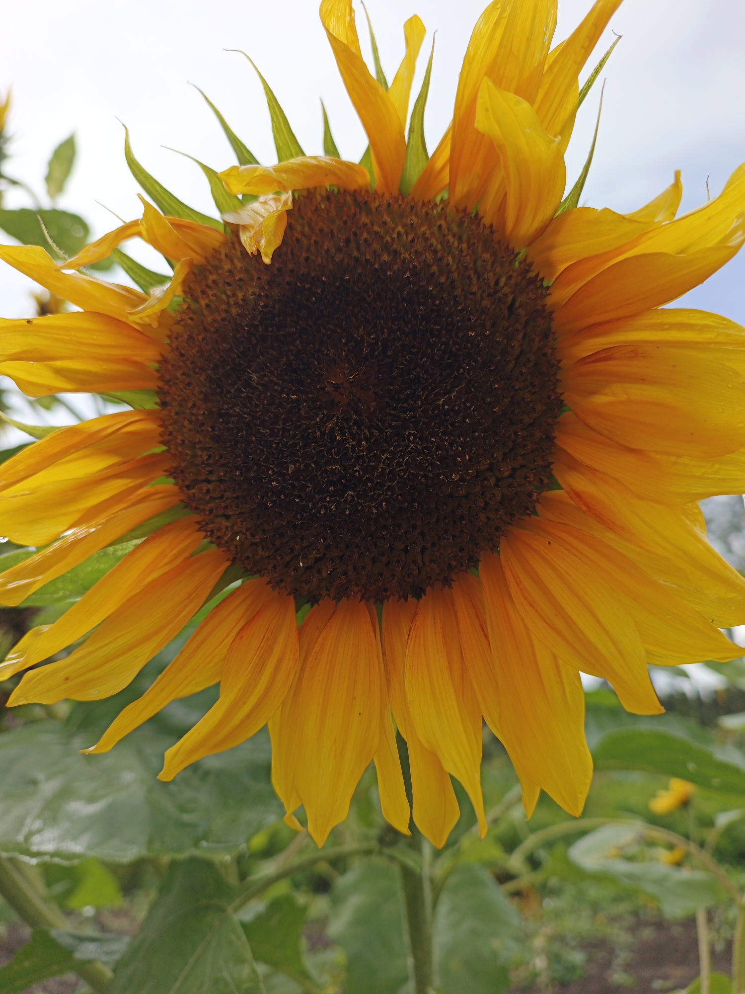A close-up, vertical shot shows a sunflower in bloom, its dark brown center filled with seeds and surrounded by vibrant yellow petals. The petals, some slightly curled and damp, extend outwards against a bright, overcast sky. Lush green leaves and stems are visible below the flower, creating a natural, outdoor setting. The image does not contain any elements that would indicate its specific location within Medvedyovka, Russia.
