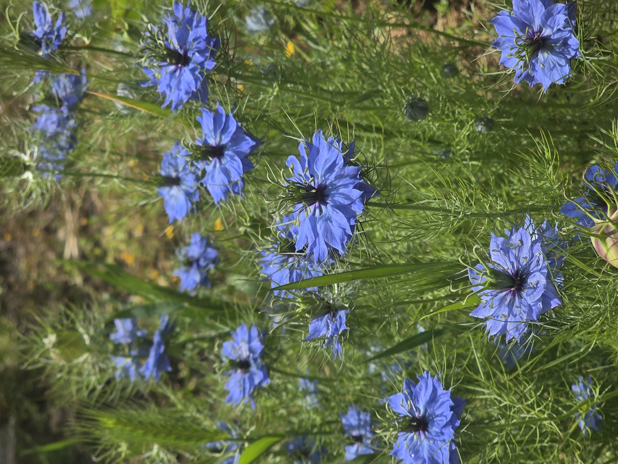 The image depicts a close-up view of multiple blue Love-in-a-Mist flowers (Nigella damascena) growing amidst green foliage. The flowers are the prominent subject, with their distinctive spiky bracts surrounding the petals. The surrounding vegetation appears to be dense and lush. There are no people visible in the image. The location is not identifiable as being in Krasnodar, Russia, based on the visual information provided.