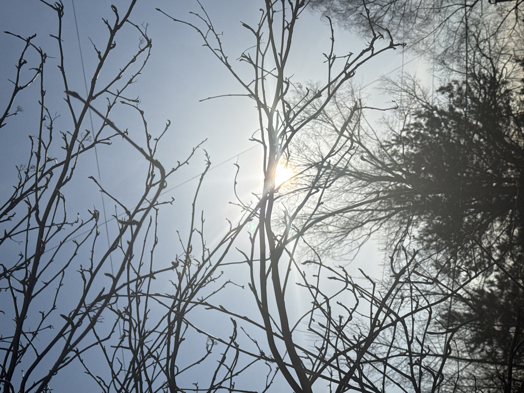 The image is taken from a low angle, looking up through bare tree branches against a bright sky, with the sun shining through the branches. In the background, more trees are visible, some with leaves, appearing dark against the bright sky. Thin, straight lines bisect the image, suggesting the presence of wires or cables. The location is suggested to be the city of Chaikovsky, Russia. No people or interactions are visible. The environment is outdoors.