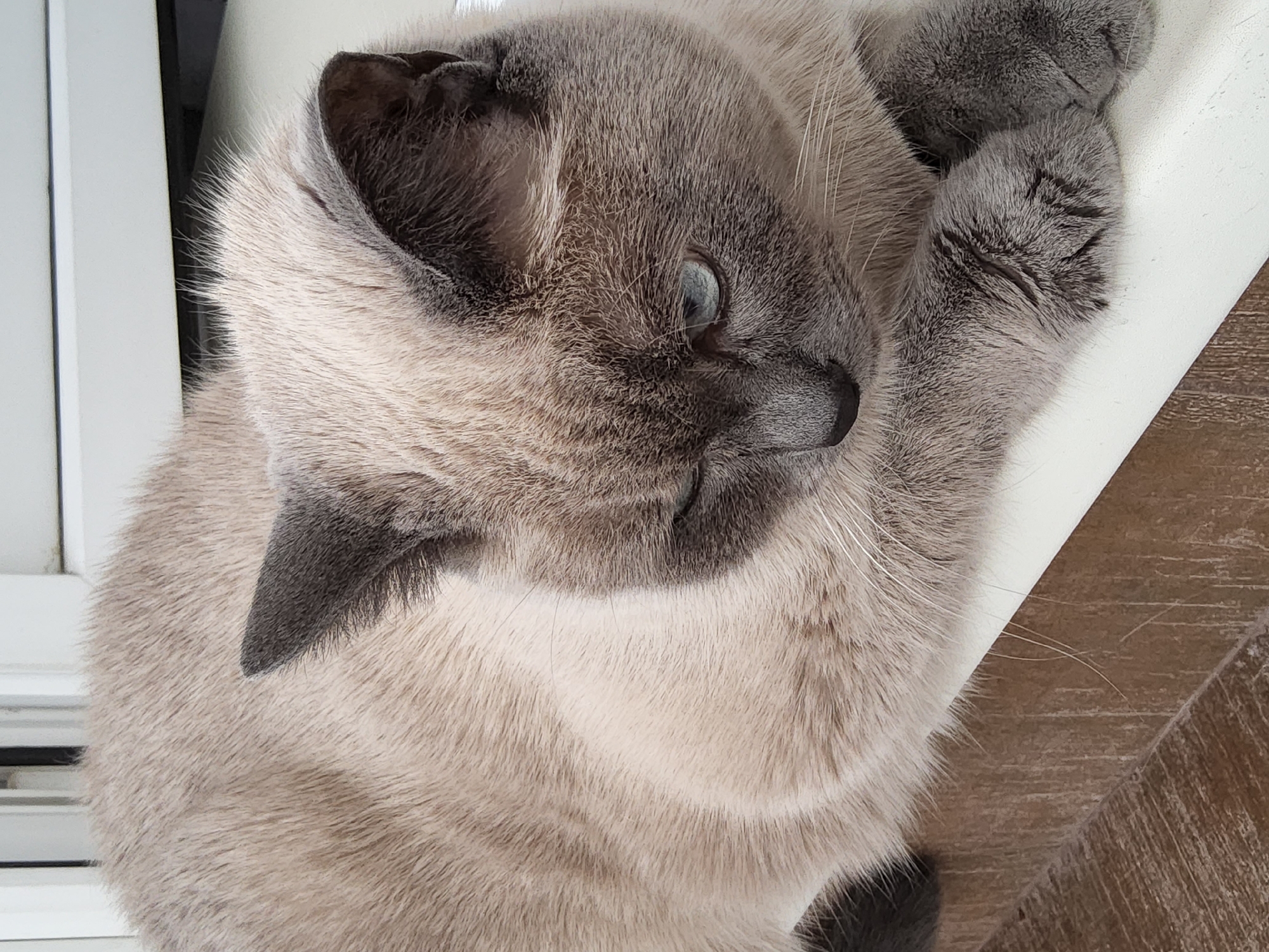 A Siamese cat with light brown fur and dark brown points is resting on a windowsill. The cat is looking down with its left eye slightly closed. Its paws are crossed in front of it. The windowsill is white and there is a wooden surface below it. The background is a white window frame.