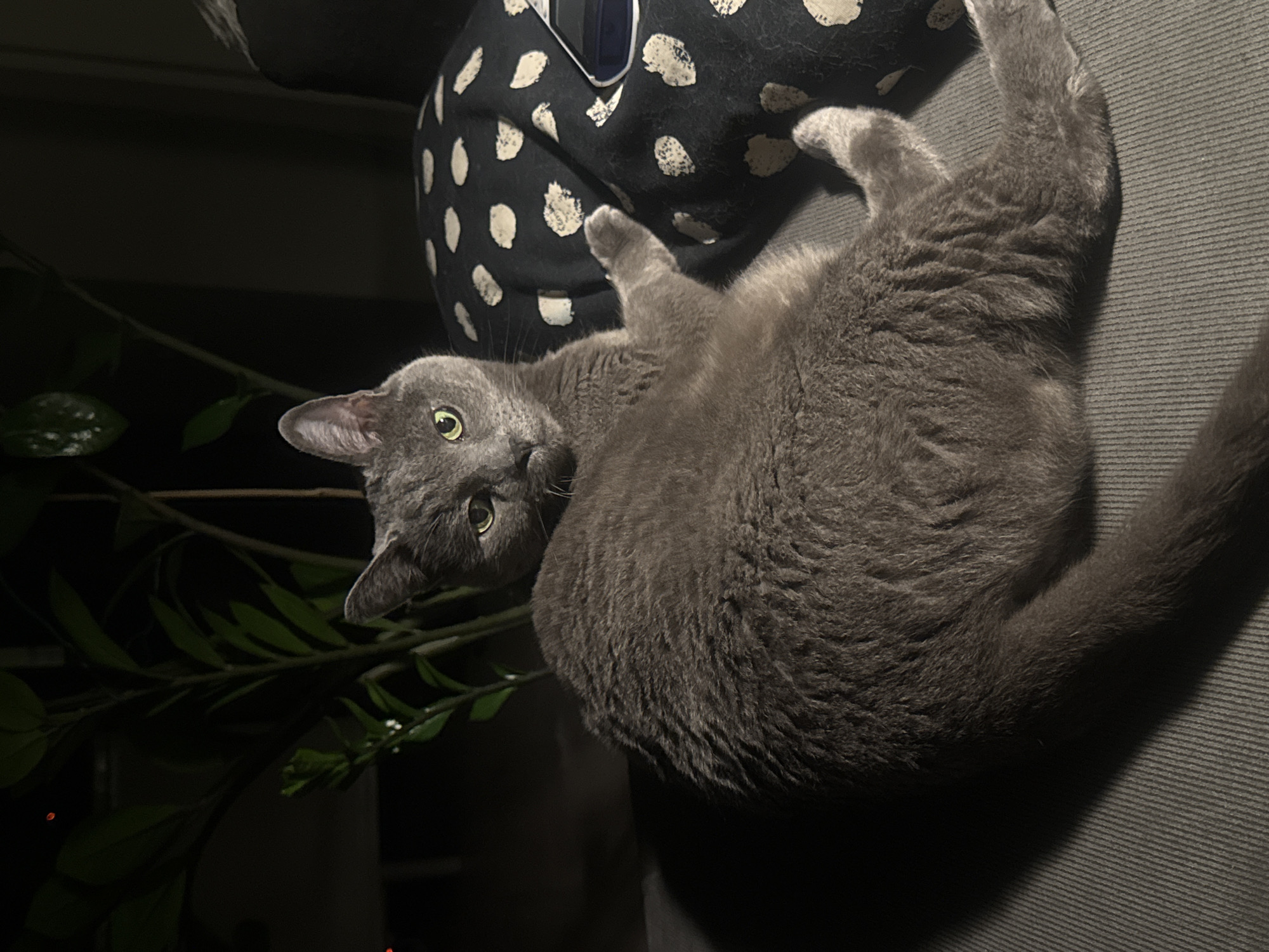 A medium-sized, grey cat with green eyes is lying on its back on a grey, textured surface that appears to be a sofa or chair. The cat's legs are in the air, and its tail extends across the surface. Beside the cat is a dark patterned cushion. To the left of the frame, green leaves of a plant are visible against a dark background. The image has low lighting. There is no indication of the location being Sofia, Bulgaria.